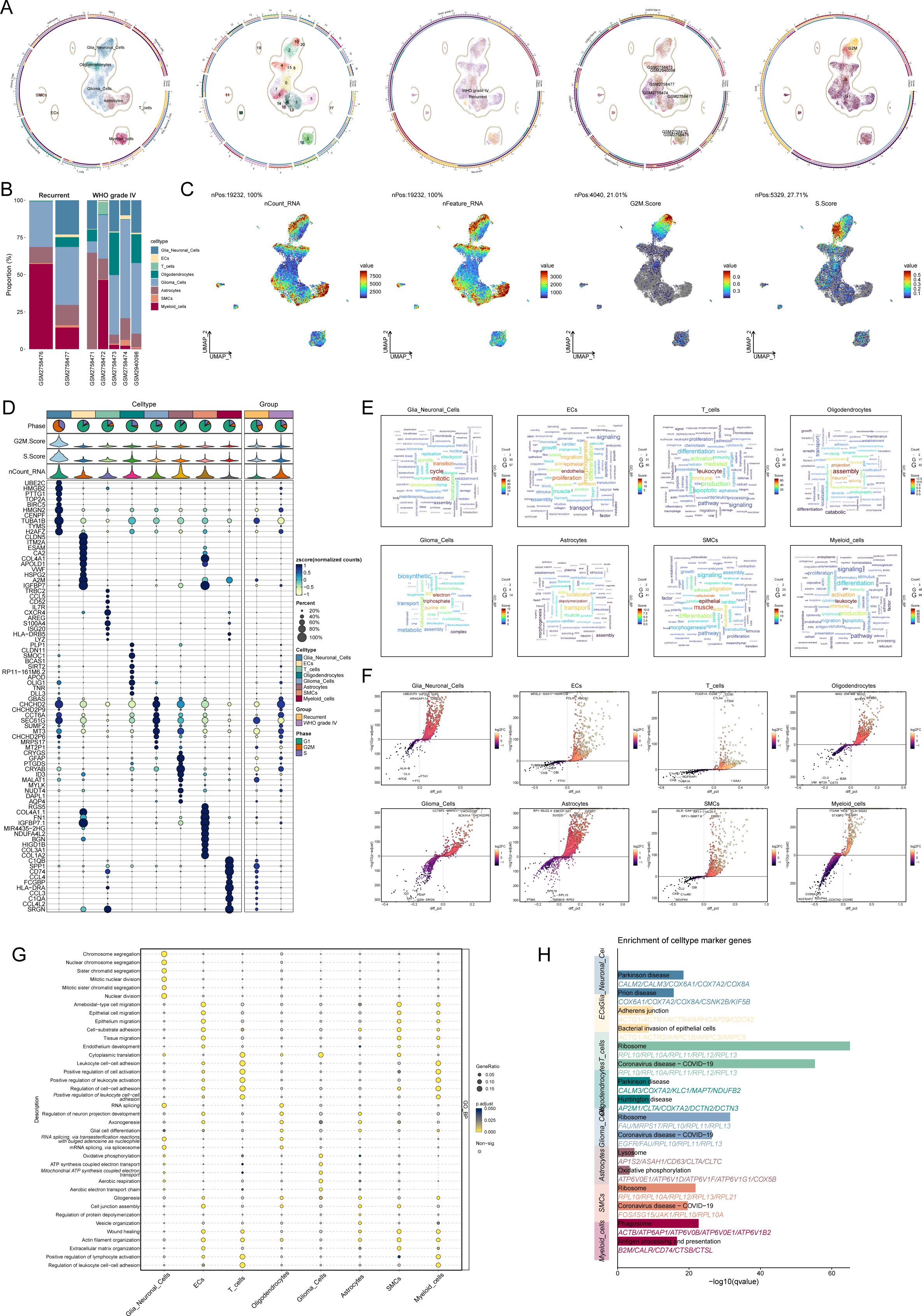A multi-panel scientific figure showing various analyses. Panel A displays circular plots with color-coded clusters. Panel B shows a stacked bar chart comparing expression data. Panel C features t-SNE plots with color intensity variation. Panel D presents a dot plot with violin plots above it, indicating gene expression. Panel E contains heatmaps of different cell types. Panel F shows scatter plots for gene expression comparison. Panel G displays a bubble chart related to pathway enrichment. Panel H contains a bar chart showing marker gene enrichment across conditions. Each panel is labeled with letters A to H.
