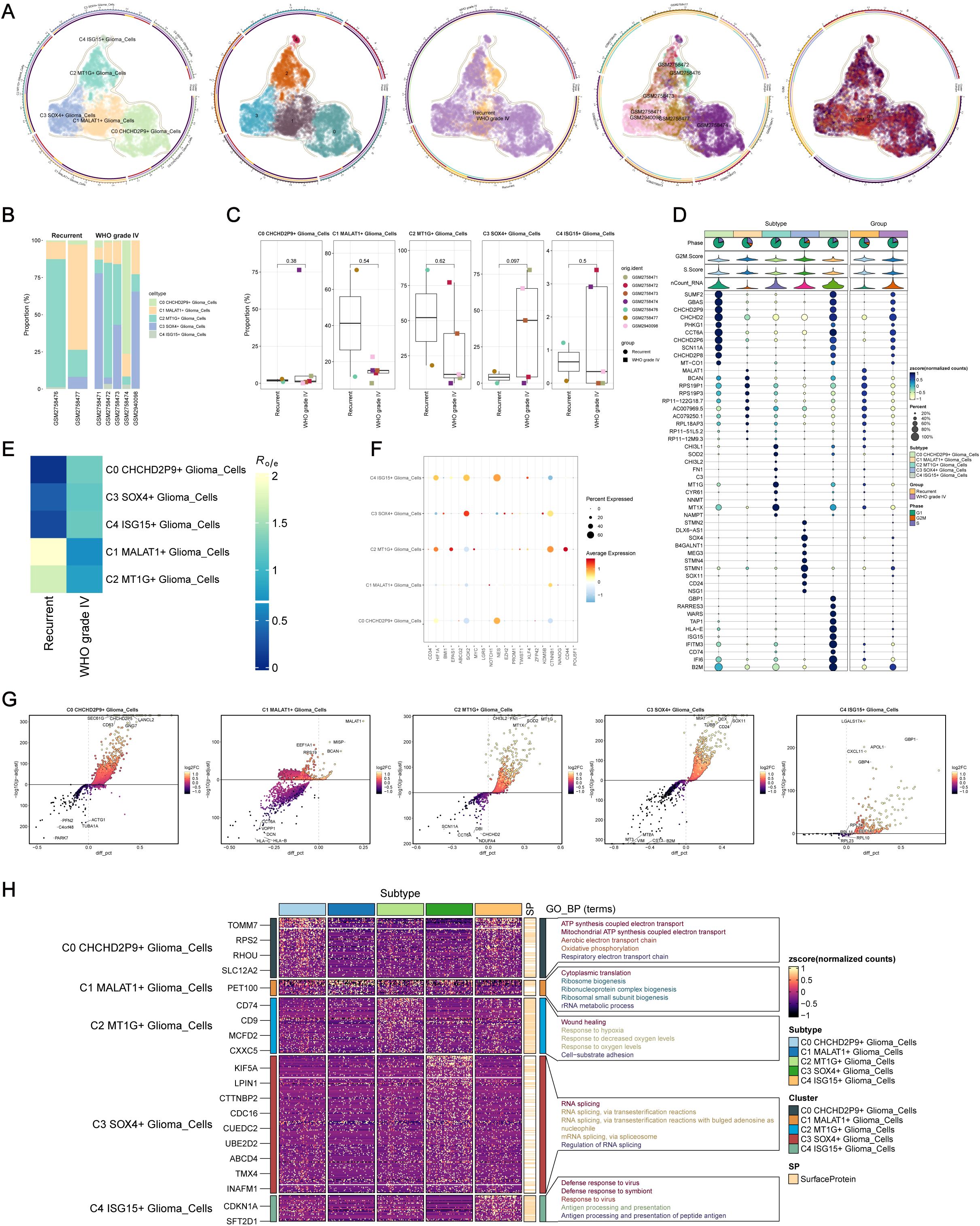 Scientific illustrations showcasing data analysis of glioma cells, including visualizations like UMAP plots, bar graphs, heatmaps, dot plots, scatter plots, and box plots. Each panel presents data related to cell subtypes, gene expression, and biological processes, highlighting variations in recurring and WHO grade IV glioma cell types. Color-coded elements signify different cell and gene categories, accompanied by legends and axis labels for clarity.
