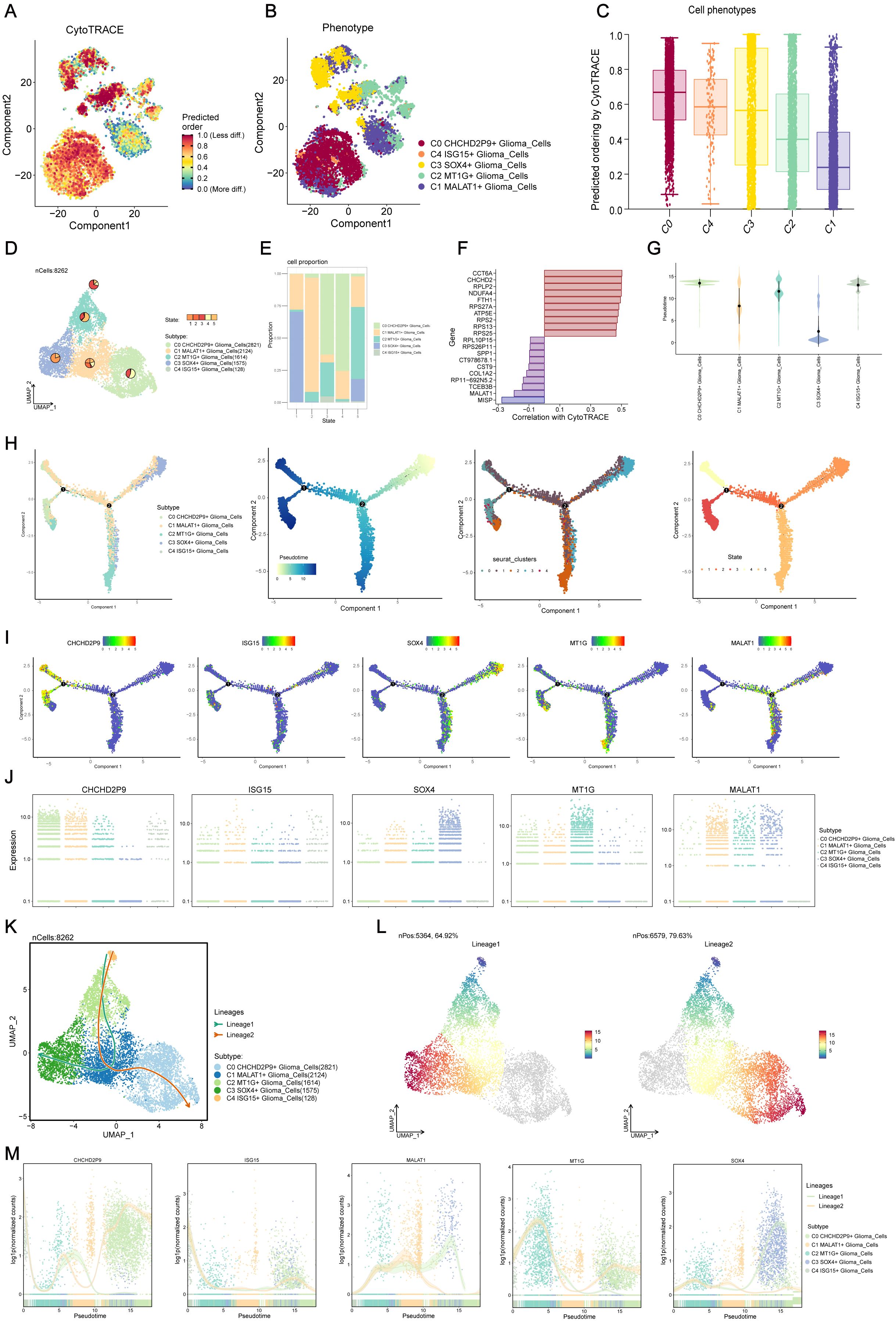 A series of scatter plots and graphs showing cell data analysis of glioma cells. Panel A displays CytoTRACE data, while Panel B depicts phenotypes. Panel C presents cell phenotypes in a bar graph format. Panel D offers a UMAP visualization, and Panel E shows cell proportion in a stacked bar chart. Panel F highlights gene correlation with CytoTRACE. Panel G illustrates violin plots of gene expression. Panel H and I contain plots with different clustering and gene expressions. Panel J shows gene expression dot plots. Panel K shows UMAP with lineages. Panel L provides pseudotime analysis, and Panel M contains pseudotime scatter plots.