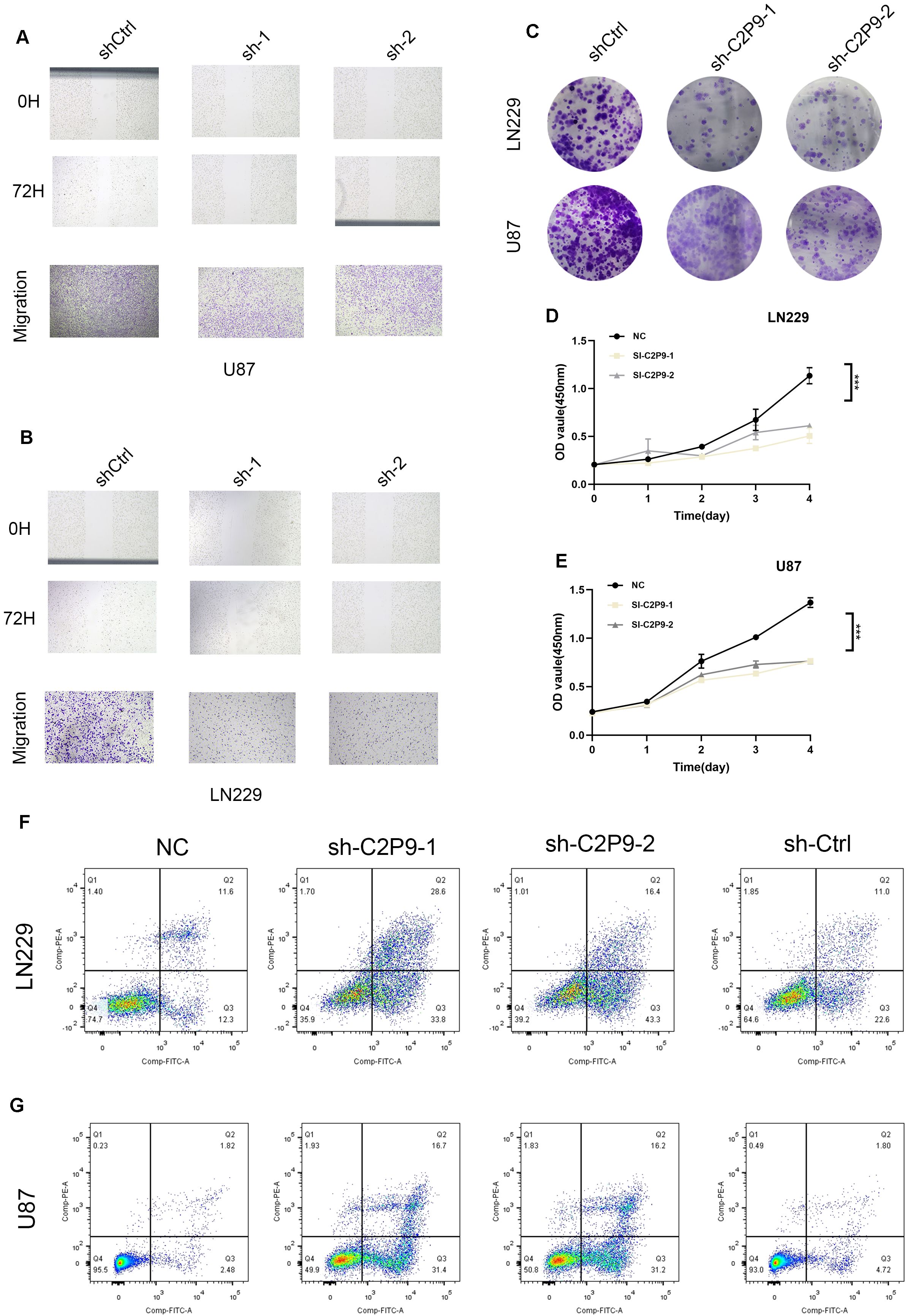 The image consists of multiple panels illustrating experimental results. Panels A and B show wound healing assays for U87 and LN229 cells at 0 and 72 hours under different conditions (shCtrl, sh-1, sh-2). Panel C displays colony formation for LN229 and U87 cells showing differences in colony density. Panels D and E present line graphs depicting optical density values over four days for LN229 and U87 cells. Panels F and G show flow cytometry plots for LN229 and U87 cells under different experimental conditions, highlighting differences in cell populations.
