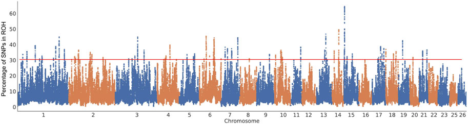 Bar graph showing the percentage of single nucleotide polymorphisms (SNPs) in regions of homozygosity (ROH) across chromosomes one to twenty-six. Blue bars represent one data set, and orange bars represent another, with variation in heights. A red line crosses horizontally near thirty percent.