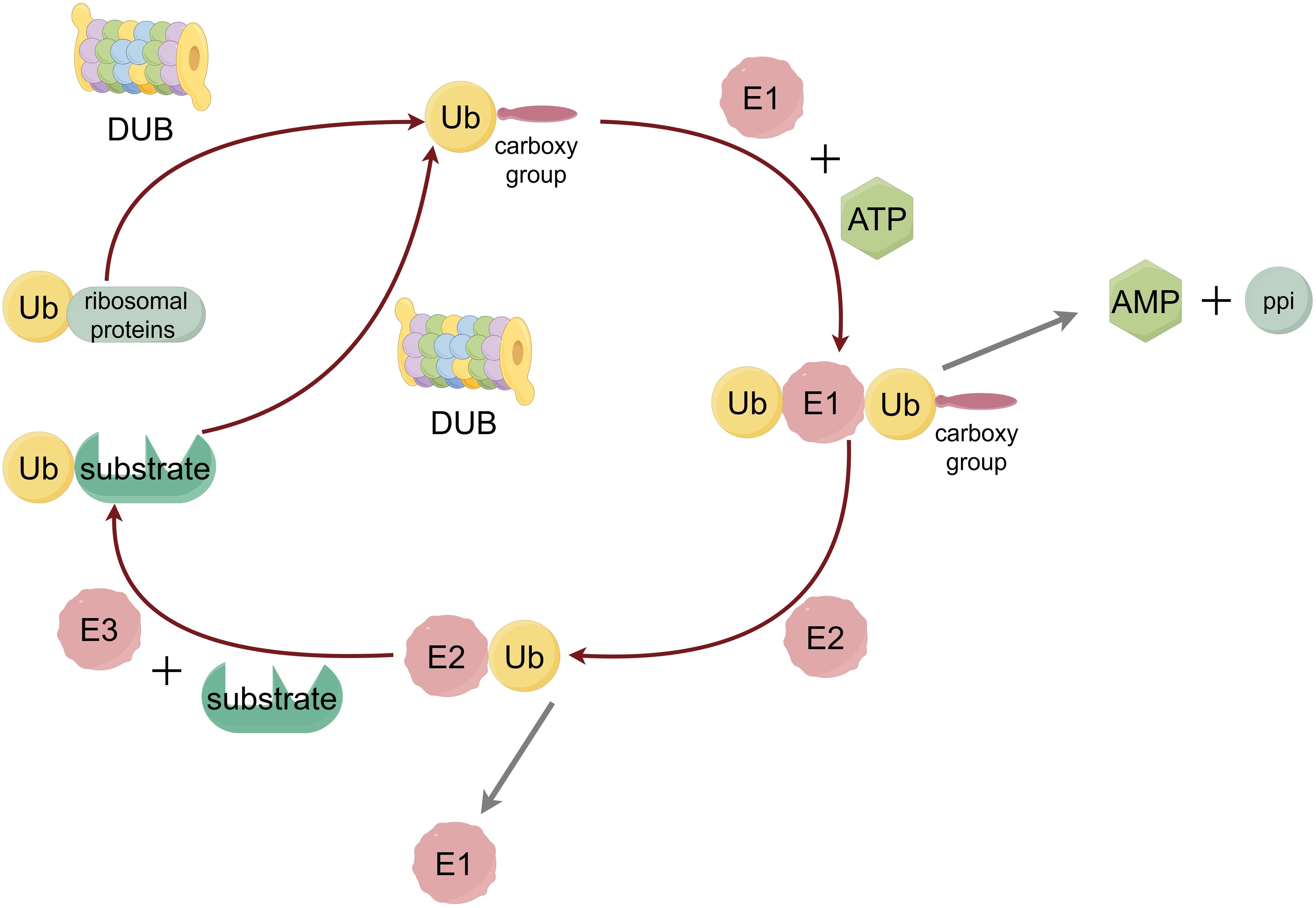 Diagram depicting the ubiquitination process. Ubiquitin (Ub) binds to enzyme E1 with ATP, releasing AMP and pyrophosphate (ppi). Ub is then transferred to enzyme E2. E3 ligase facilitates Ub transfer from E2 to a substrate. Deubiquitinating enzymes (DUB) can remove Ub from substrates or ribosomal proteins, recycling them.