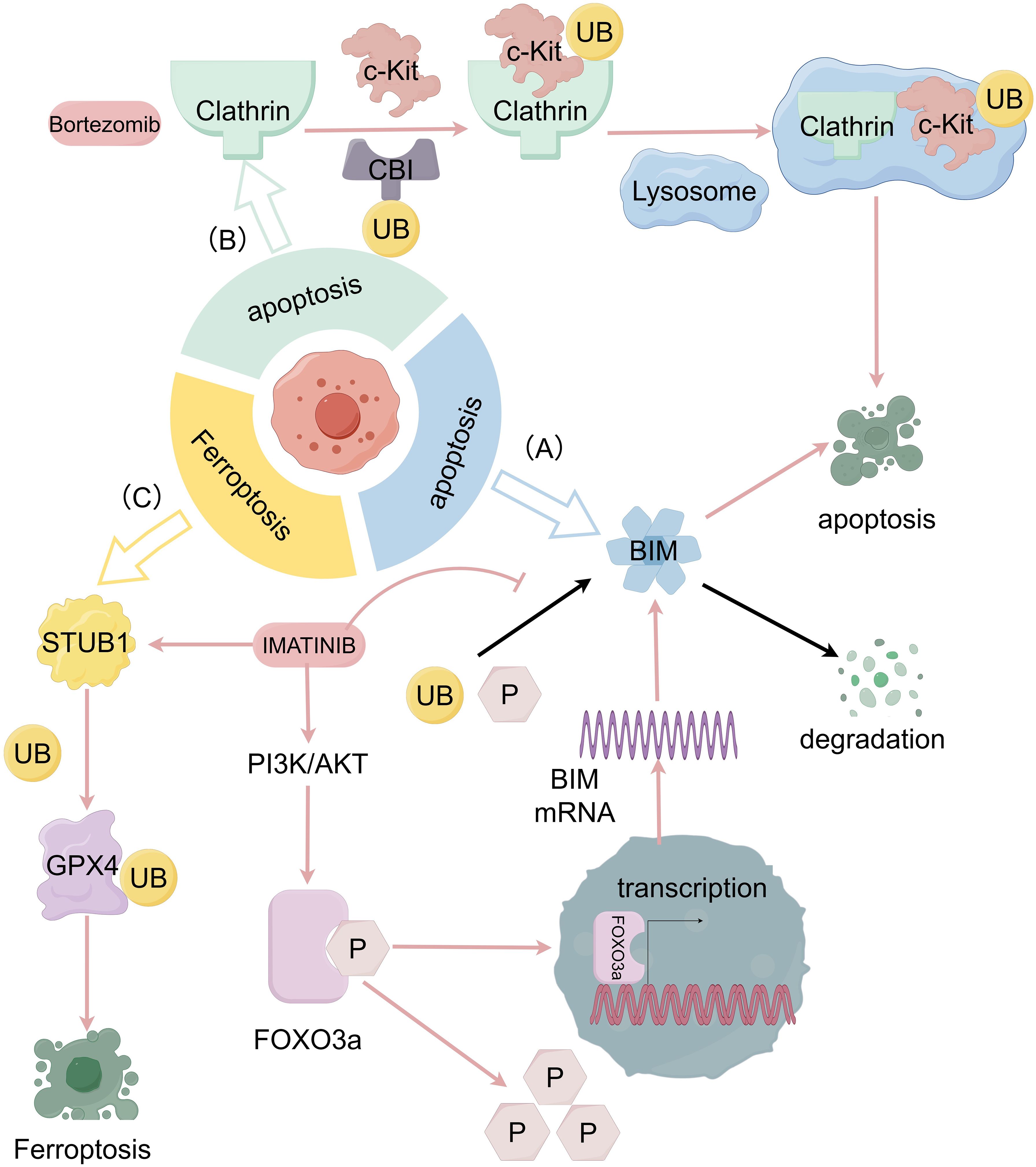 Diagram illustrating molecular pathways related to apoptosis and ferroptosis. Key elements include Bortezomib, Clathrin, c-Kit, and BIM interacting through ubiquitination (UB) and phosphorylation (P) processes. Surrounding these are interactions involving PI3K/AKT, FOXO3a, STUB1, and GPX4, influenced by IMATINIB, affecting transcription and cell degradation pathways leading to apoptosis and ferroptosis.