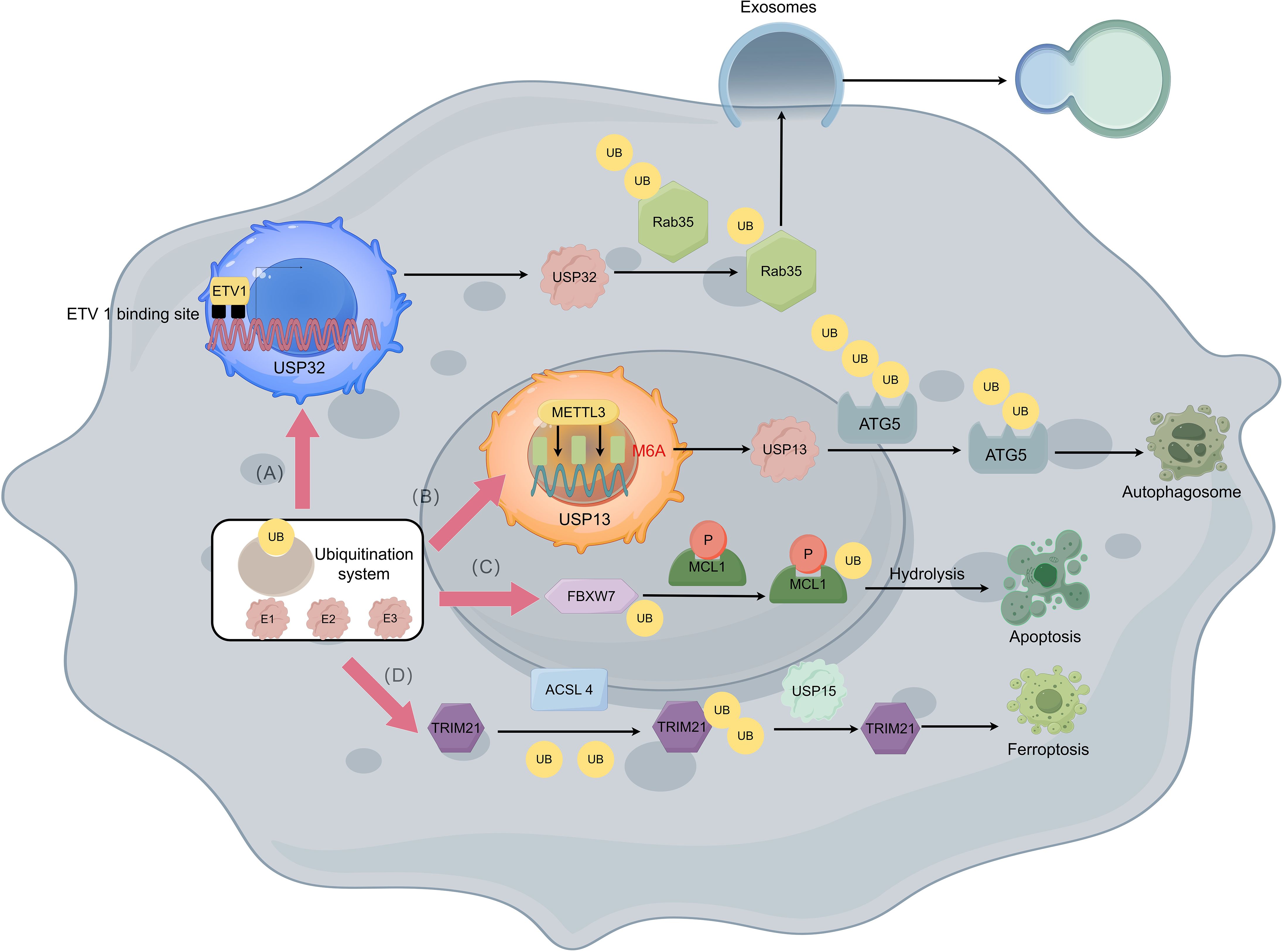 Diagram of molecular pathways involving ubiquitination and protein interactions. Key components include USP32, USP13, and USP15, interacting with proteins like ETV1, METTL3, and Rab35. The process influences autophagosome formation, apoptosis, and ferroptosis. Arrows indicate directions of molecular interactions. Highlighted are pathways with ATG5, MCL1, and TRIM21.