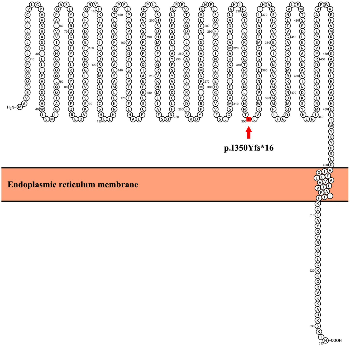 Diagram of a protein structure spanning the endoplasmic reticulum membrane, showing coiled regions of amino acids. A red arrow points to a mutation site labeled "p.I350Yfs*16" on an amino acid at position 350. The image highlights the relationship between the protein's structure and its integration into the membrane.