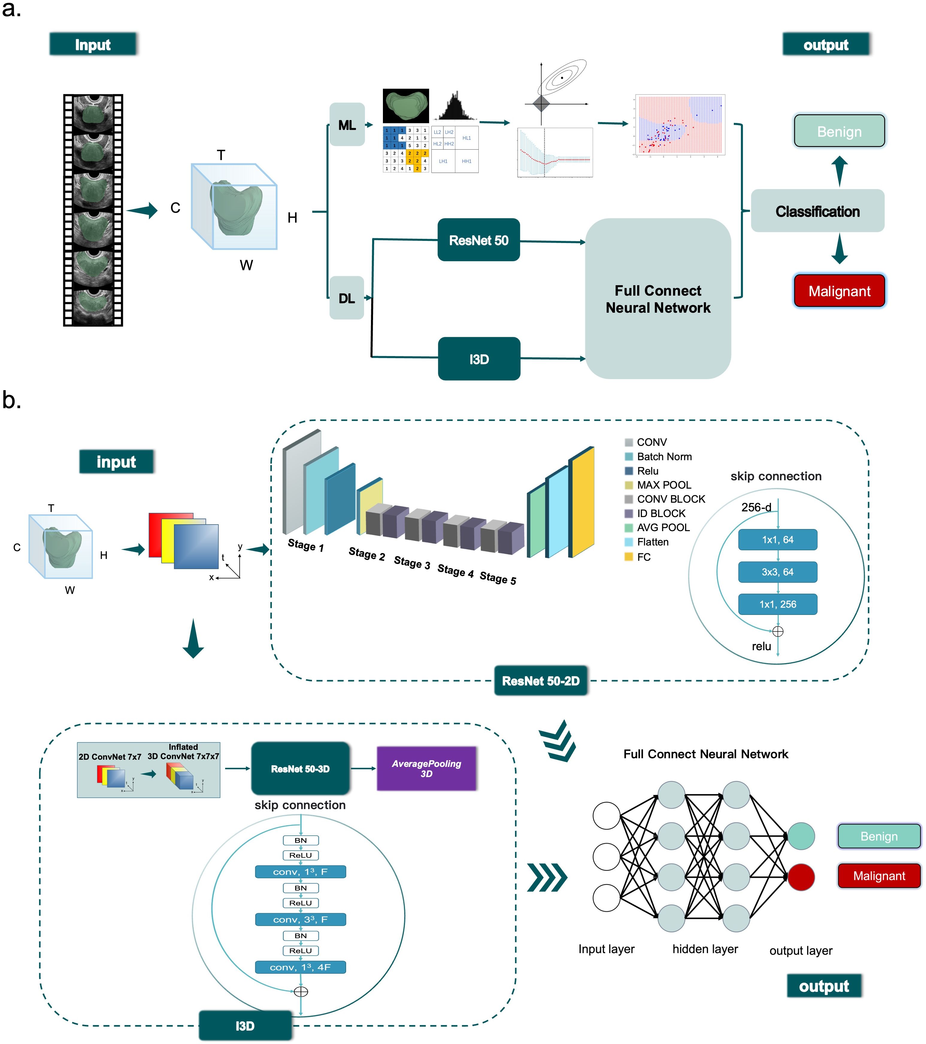 Diagram illustrating a neural network model for medical classification. Part (a) shows the input process with images analyzed using ML and DL pathways, utilizing ResNet50 and I3D, leading to a full-connect neural network for classifying outputs as benign or malignant. Part (b) details the ResNet 50-2D and 50-3D structures, demonstrating stages from input to output, with emphasis on convolution, pooling, and skip connections in the network architecture. Final outputs are similarly classified as benign or malignant.
