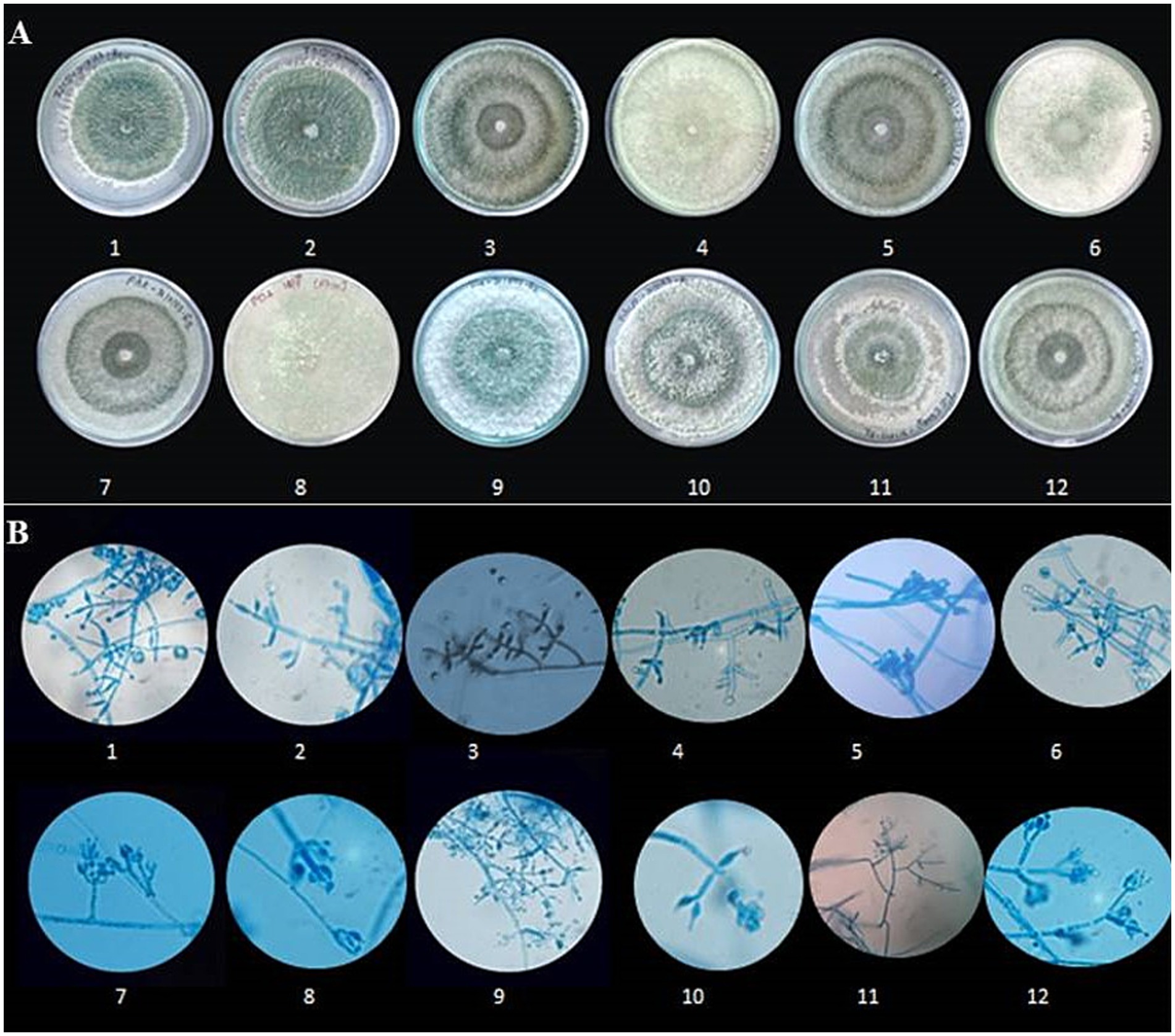 Panel A displays twelve round petri dishes with fungal growth, showing variations in color and texture. Panel B shows twelve microscope images of fungal hyphae, highlighting different structures and arrangements under magnification.