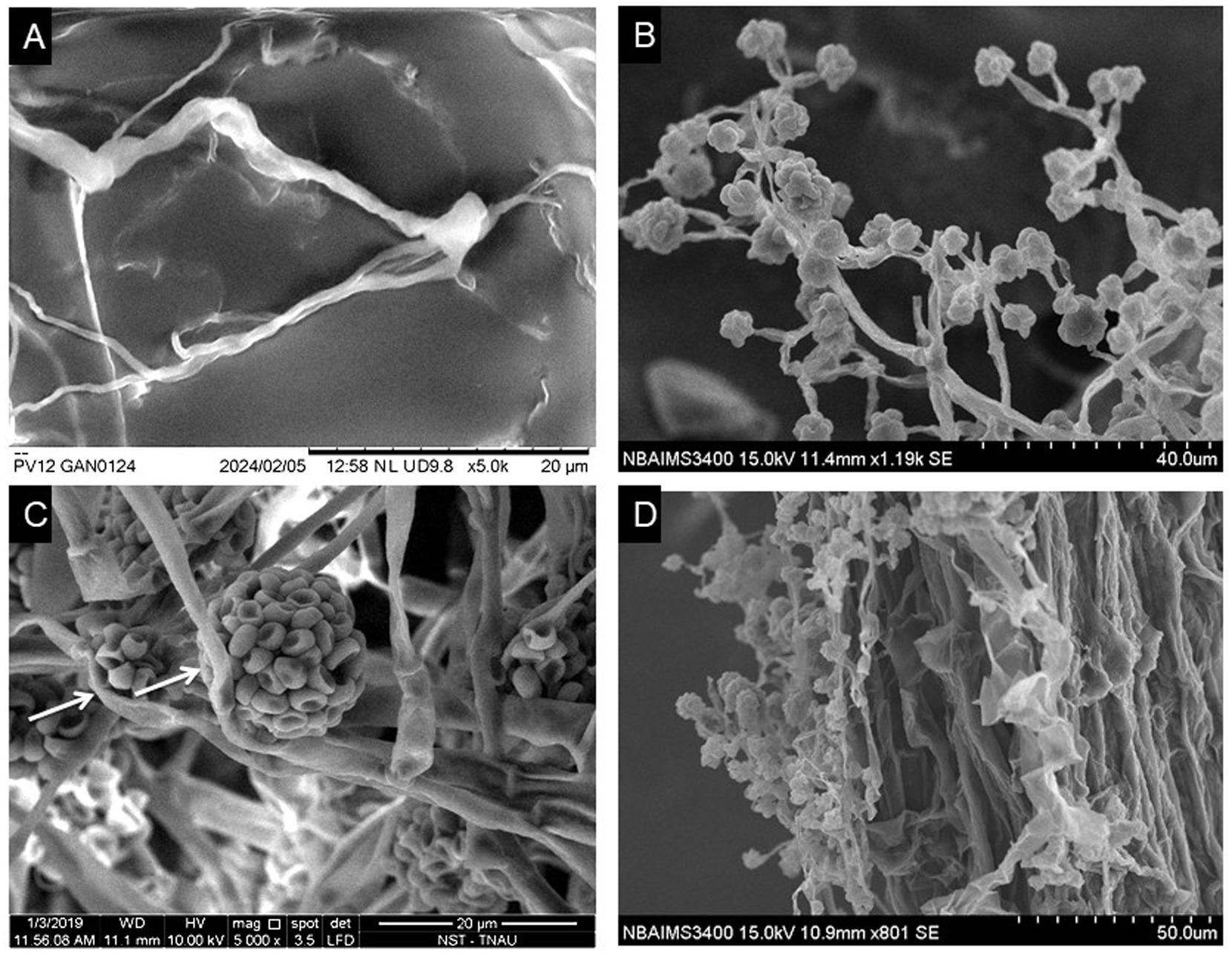 Four electron microscope images labeled A to D show different fungal structures. A displays fungal hyphae intertwined with fibrous strands. B shows a branched structure with spherical spores. C reveals a tight cluster of spores attached to filaments, with arrows indicating specific areas. D presents a complex, textured surface with fungal growth along the edges. Scientific annotations and scale bars are included in each panel.