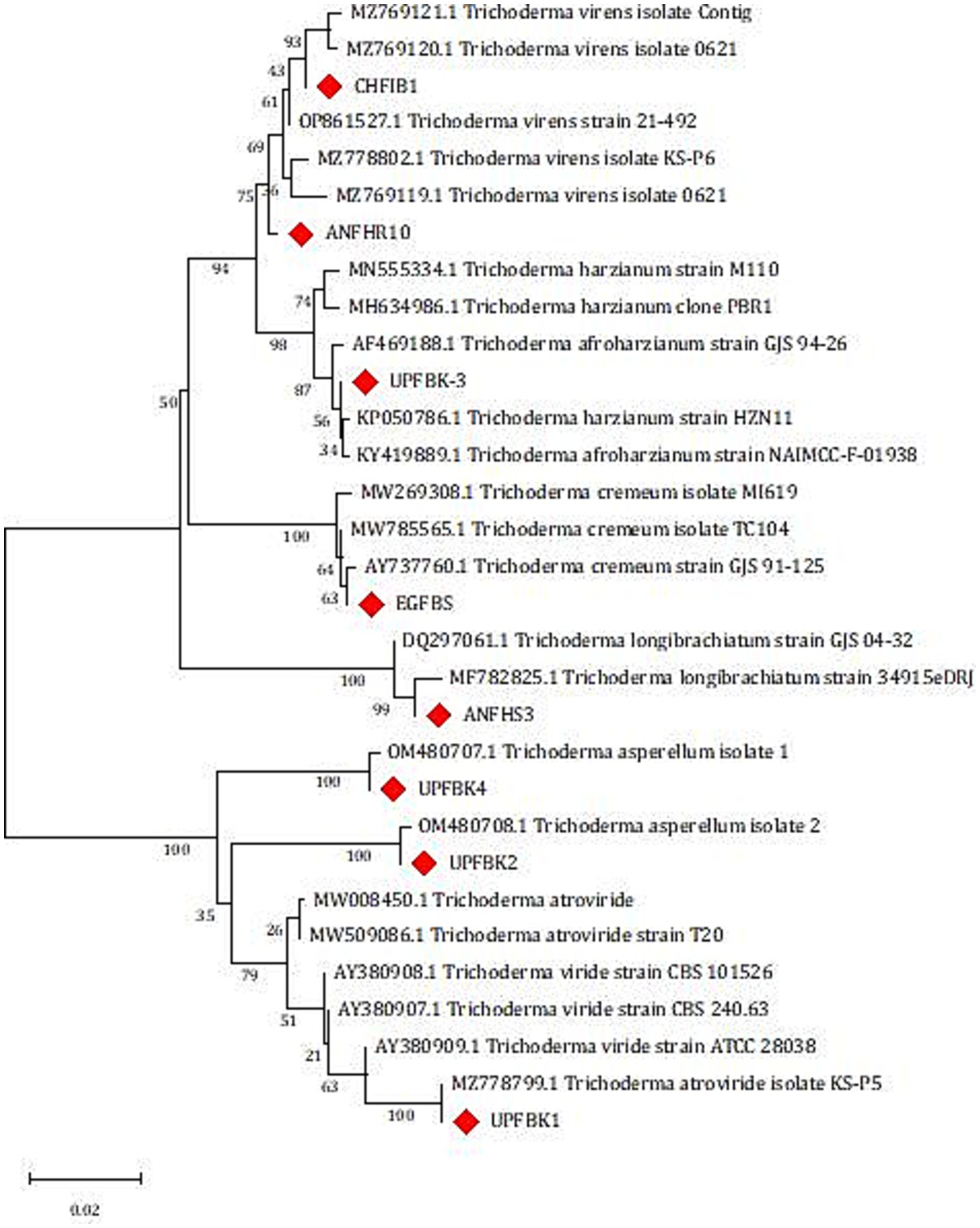 Phylogenetic tree depicting various strains of Trichoderma, including T. virens, T. harzianum, T. cremenum, T. longibrachiatum, T. asperellum, and T. atroviride. Red diamonds highlight specific isolates, and branch numbers indicate bootstrap values, reflecting the support for the branches. The scale bar represents evolutionary distance.