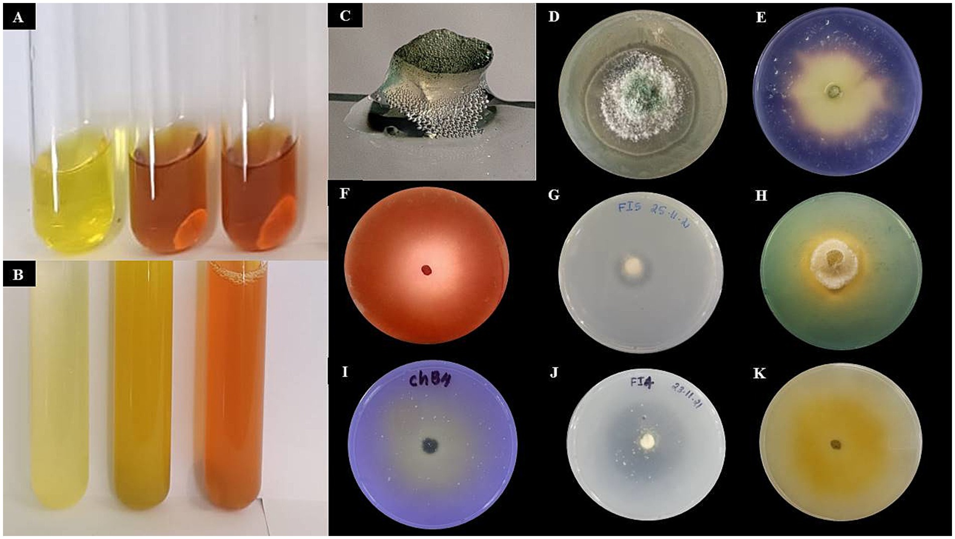 A series of images depicting laboratory tests. Panel A shows three test tubes with yellow to orange liquid. Panel B has three test tubes with pale yellow to orange liquid. Panel C displays a close-up of a textured, greenish surface. Panel D to K show petri dishes with various fungal cultures, each with different growth patterns and colors, ranging from white and green to blue and orange.