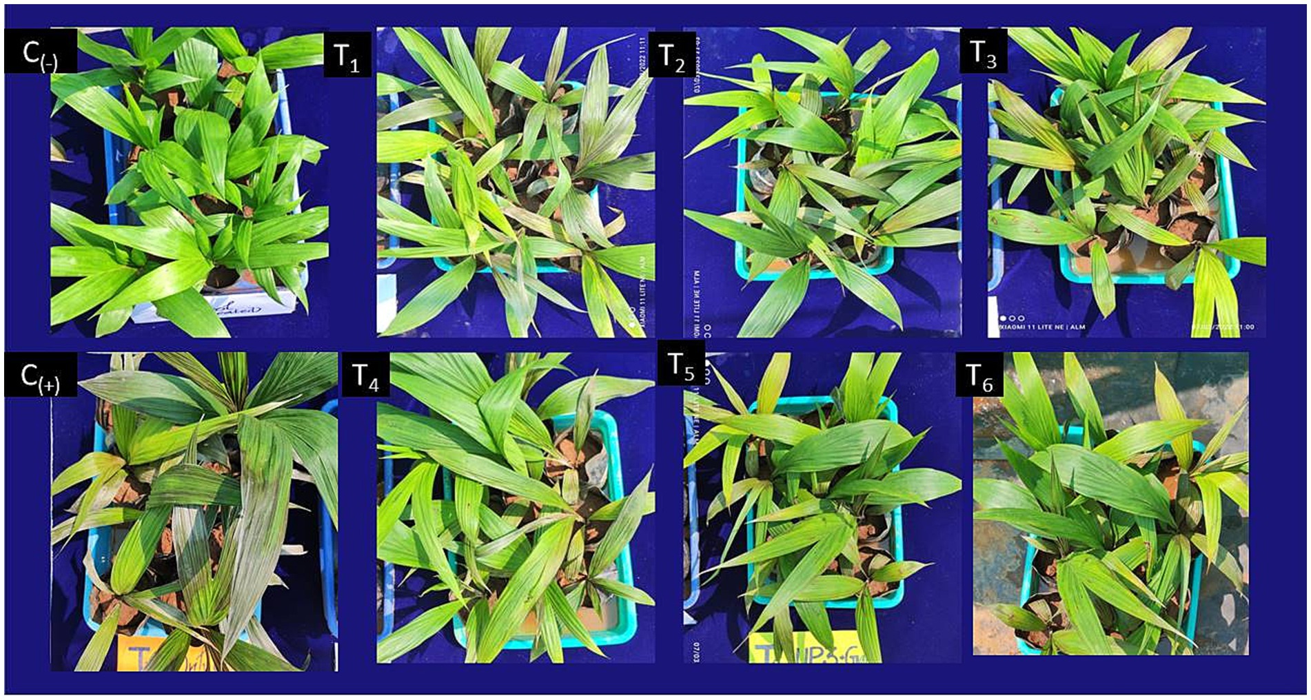 Eight panels show different plants in trays against a blue background. Labeled C1(-), T1, T2, T3 on top; C1(+), T4, T5, T6 on the bottom. Each tray has varying plant growth and foliage density.