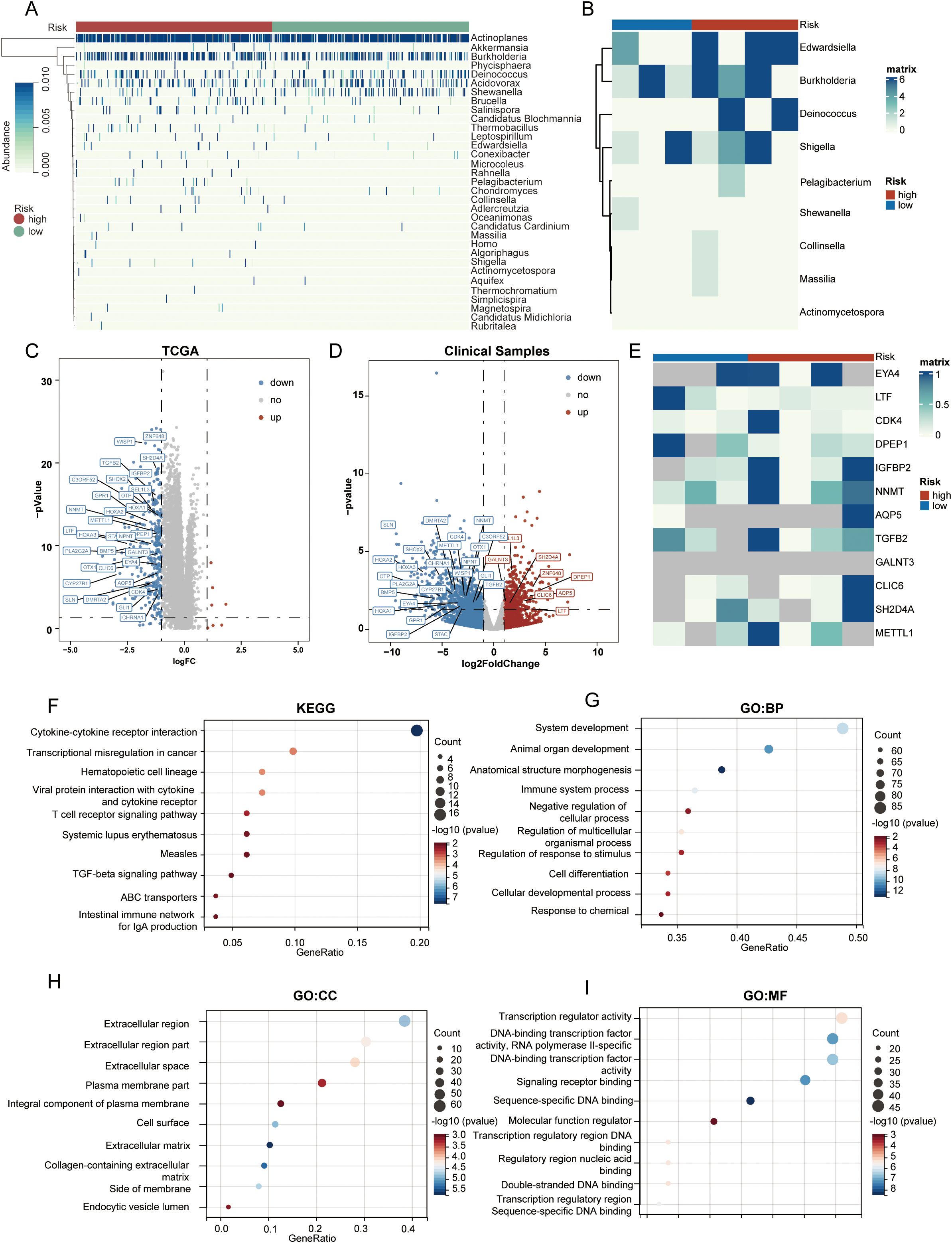 Panel A shows a heatmap of microbial abundance with risk levels. Panel B is a heatmap comparing microbial species with high and low risk groups. Panels C and D are volcano plots depicting differential gene expression in TCGA and clinical samples respectively. Panel E displays a heatmap of gene expression levels related to risk. Panels F, G, H, and I showcase dot plots for KEGG pathways, biological processes, cellular components, and molecular functions, respectively, highlighting significant categories in terms of count, gene ratio, and p-value.