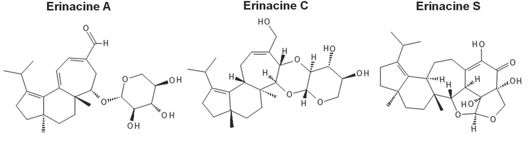 Chemical structures of Erinacine A, C, and S are displayed. Each consists of complex cyclic hydrocarbon rings with various functional groups like hydroxyl (OH) and carbonyl (O).