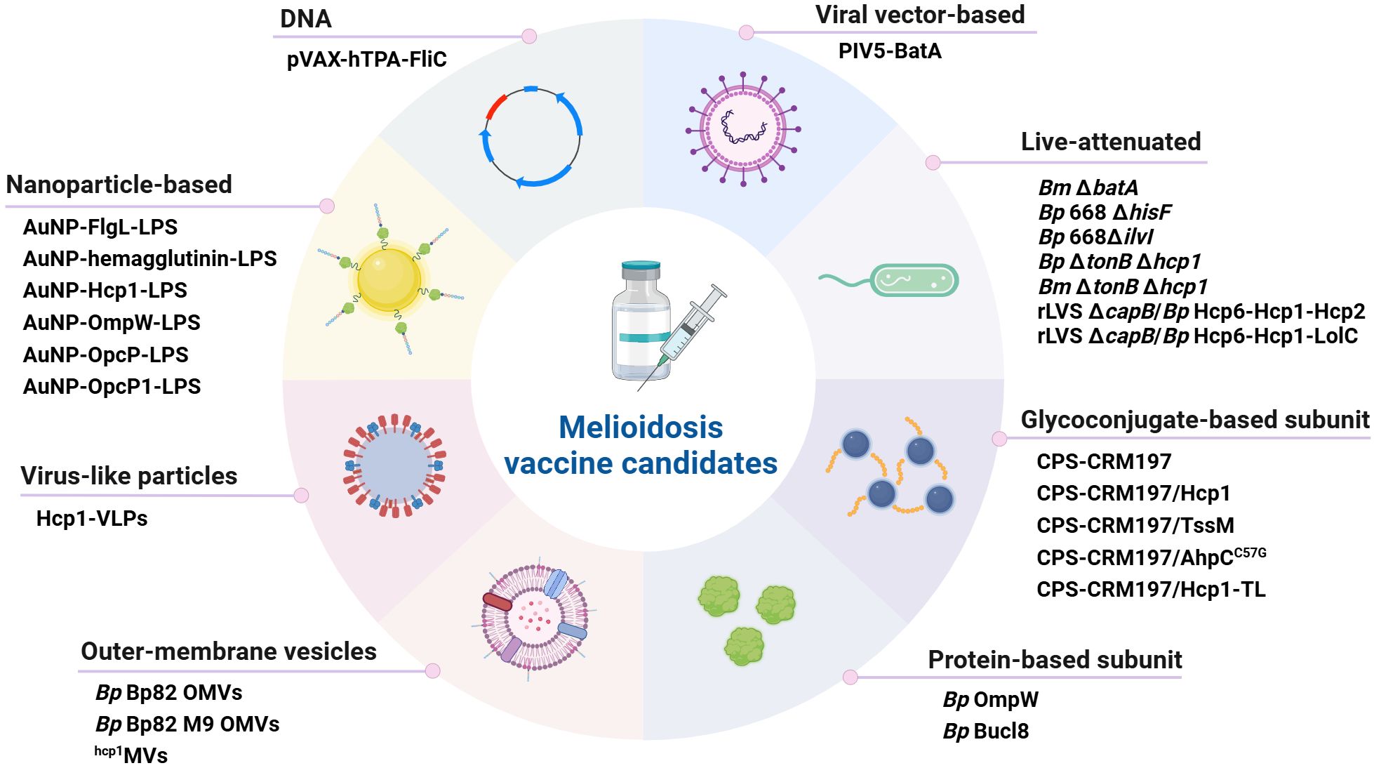 Diagram showing melioidosis vaccine candidates, categorized into several types: DNA (pVAX-hTPA-FliC); Viral vector-based (PIV5-BatA); Live-attenuated (various Bm and Bp strains); Nanoparticle-based (AuNP with various ligands); Virus-like particles (Hcp1-VLPs); Outer-membrane vesicles (Bp Bp82 OMVs, hcp1 MVs); Glycoconjugate-based subunit (CPS-CRM197 combinations); Protein-based subunit (Bp OmpW, Bp BucI8), with drawings of corresponding structures.