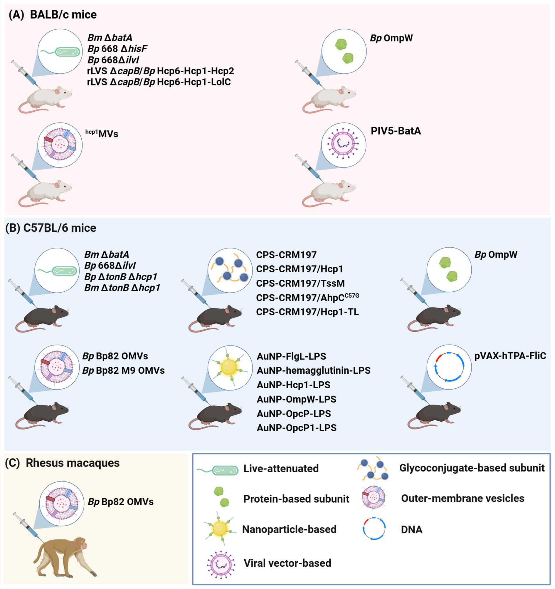 Diagram detailing vaccine types and administration in animal models. It has three sections: (A) BALB/c mice receive vaccines like Bm ΔbatA and PIV5-BatA. (B) C57BL/6 mice are administered vaccines such as CPS-CRM197 and AuNP-FlgL-LPS. (C) Rhesus macaques are given Bp Bp82 OMVs. Symbols denote vaccine types like live-attenuated, protein-based, and nanoparticle-based.