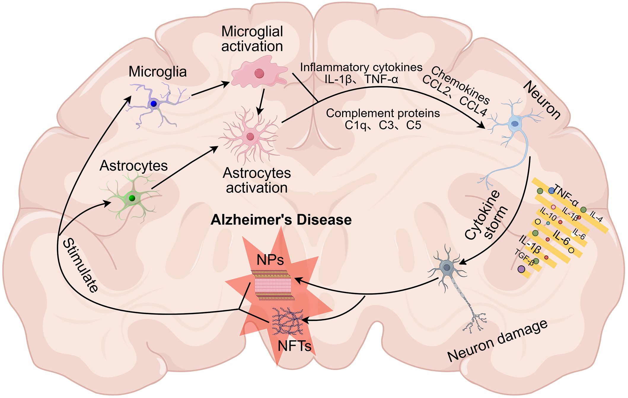 Diagram illustrating the mechanisms involved in Alzheimer's disease within the brain. Microglia and astrocytes activation releases inflammatory cytokines, chemokines, and complement proteins, leading to neuron damage and cytokine storm. Formation of neurofibrillary tangles (NFTs) and neuritic plaques (NPs) is shown as part of disease progression.