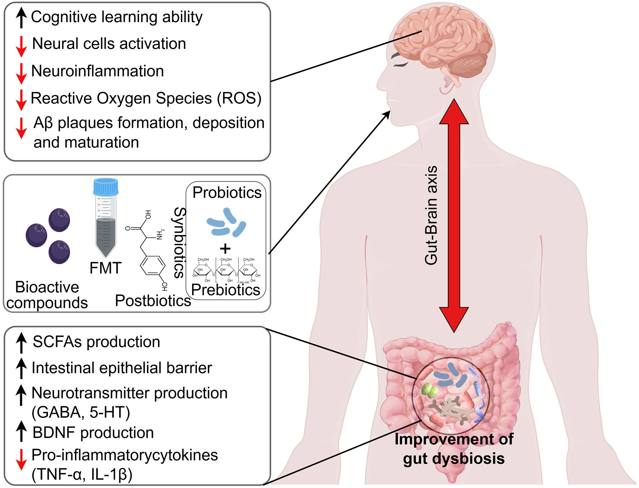 Illustration of the gut-brain axis showing its impact on cognitive functions and gut health. Top box indicates benefits such as increased cognitive learning, neural cell activation, and decreased neuroinflammation. Lower box shows improvements in gut dysbiosis, with increased SCFA production and reduced pro-inflammatory cytokines. Elements include bioactive compounds, fecal microbiota transplantation, postbiotics, and synbiotics.