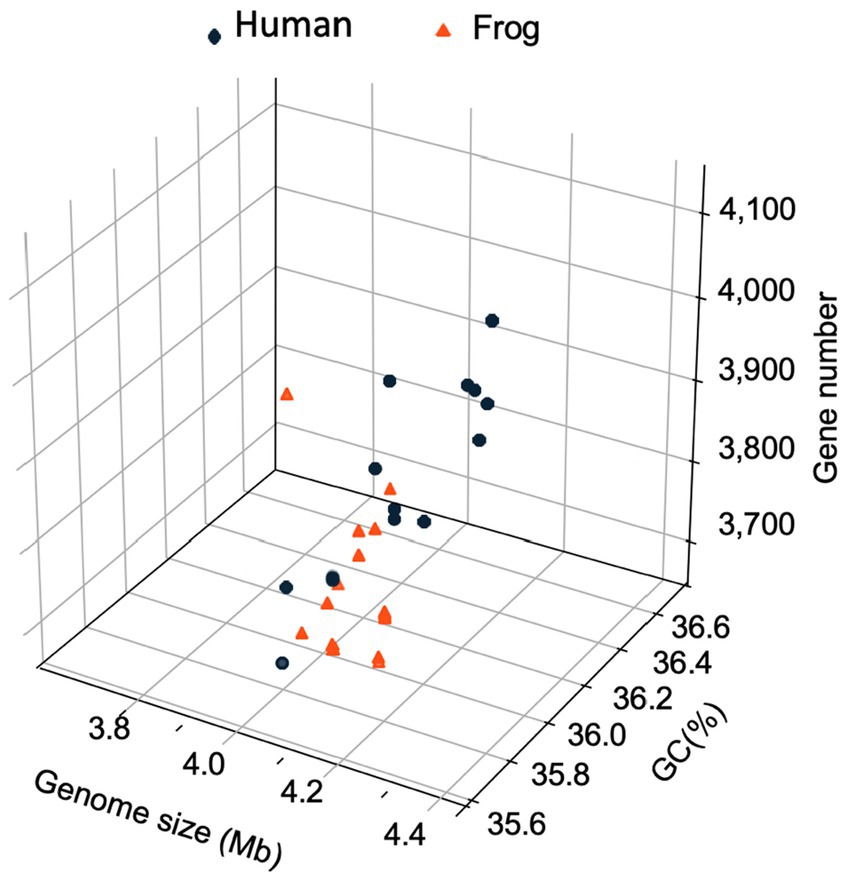 Three-dimensional scatter plot comparing human and frog genomes. The x-axis represents genome size in megabases, the y-axis represents GC content in percentages, and the z-axis shows gene number. Blue dots indicate data points for humans, and red triangles represent data points for frogs. Human data points trend higher in gene number, while frog data points are clustered at lower genome sizes and gene numbers.