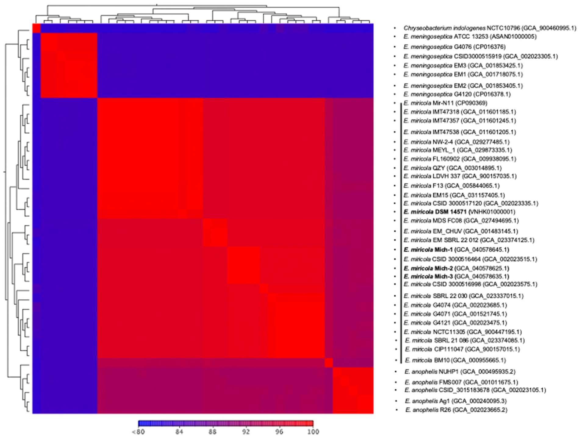 Heat map with hierarchical clustering shows genetic comparison among various bacterial strains. Vertical and horizontal dendrograms represent cluster relationships. Color scale indicates similarity, with blue for low (<80) and red for high (100) similarity. Strain names listed on the right.