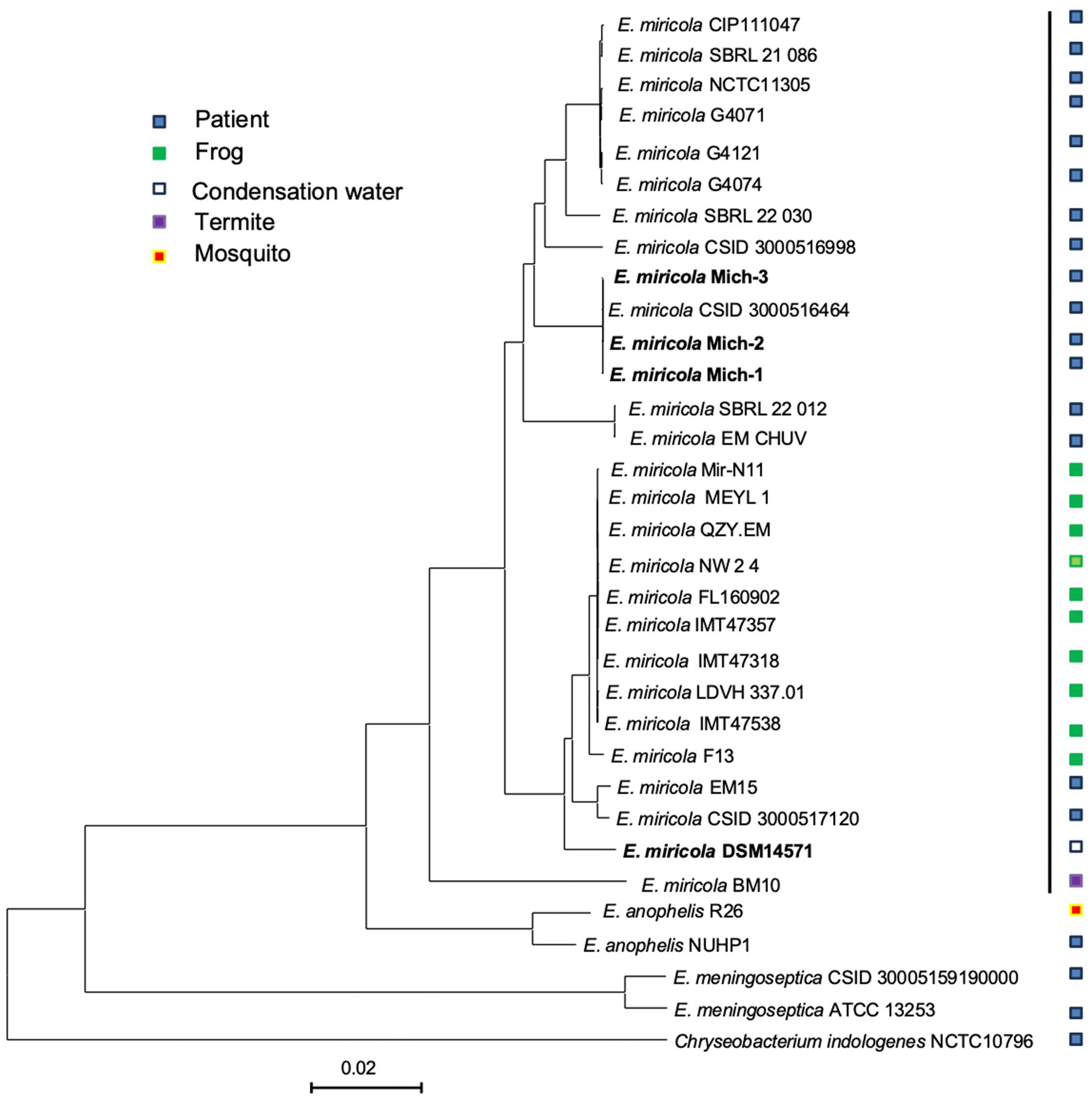 Phylogenetic tree showing relationships among various E. miricola strains and other species, with sources indicated by colored squares: blue for patient, green for frog, purple for condensation water, yellow for termite, and red for mosquito. Scale bar represents 0.02 nucleotide substitutions per site.