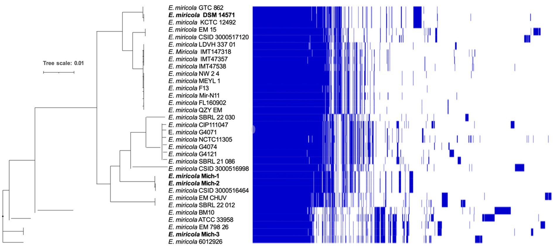 Phylogenetic tree and heatmap showing the genomic comparison of multiple *E. miricola* strains. The tree on the left represents genetic similarities, while the heatmap on the right displays genetic variations with blue markings. A scale indicates the genetic distance.