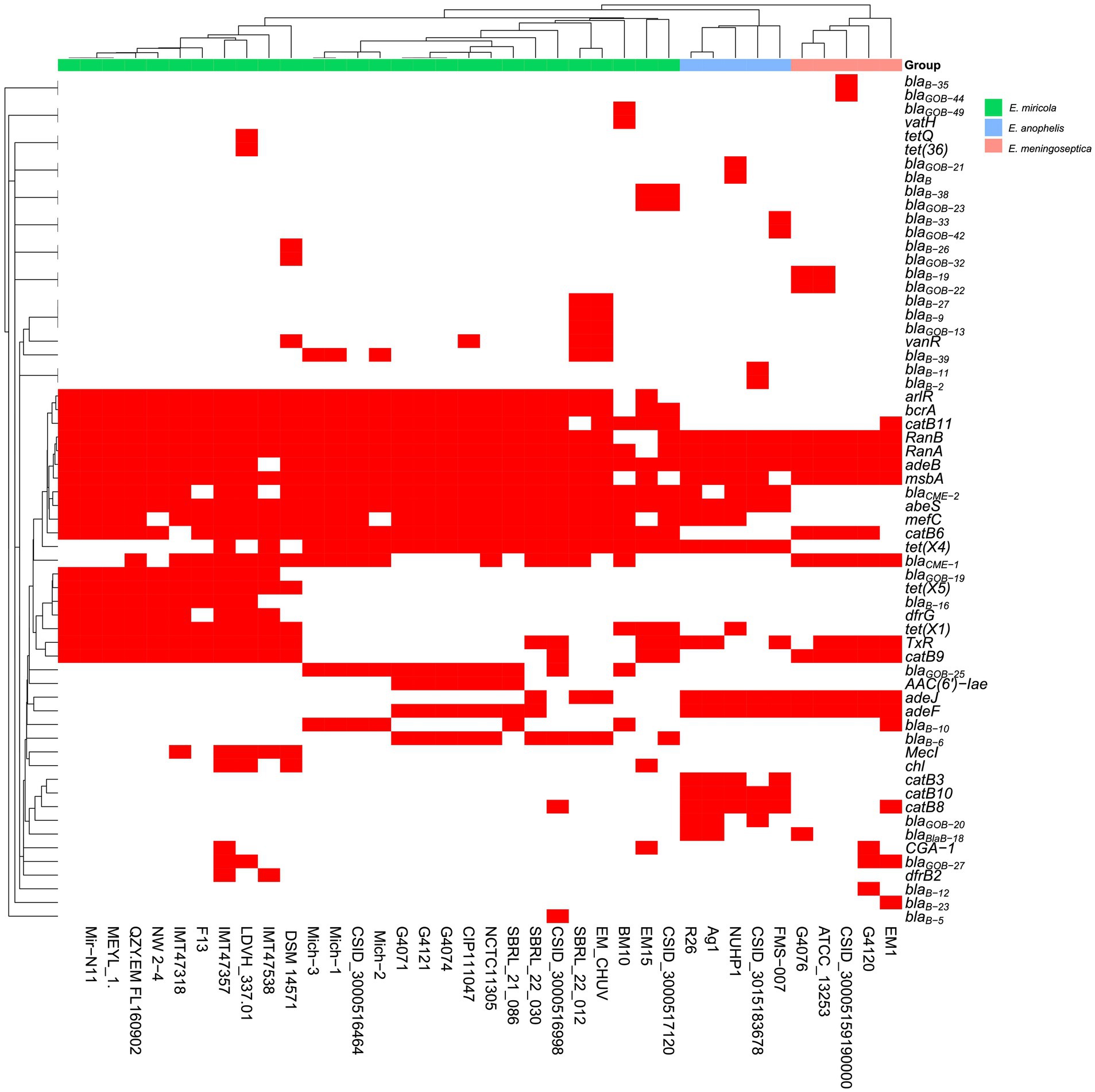 A heatmap displays hierarchical clustering of microbial samples based on gene presence. Samples are labeled along the x-axis, with genes on the y-axis. Three groups are color-coded: minicole (green), anopheles (blue), and meningoseptic (red). Bright red squares indicate gene presence, while white squares indicate absence. Clustering dendrograms adorn the top and left sides, illustrating similarity relationships among samples and genes.