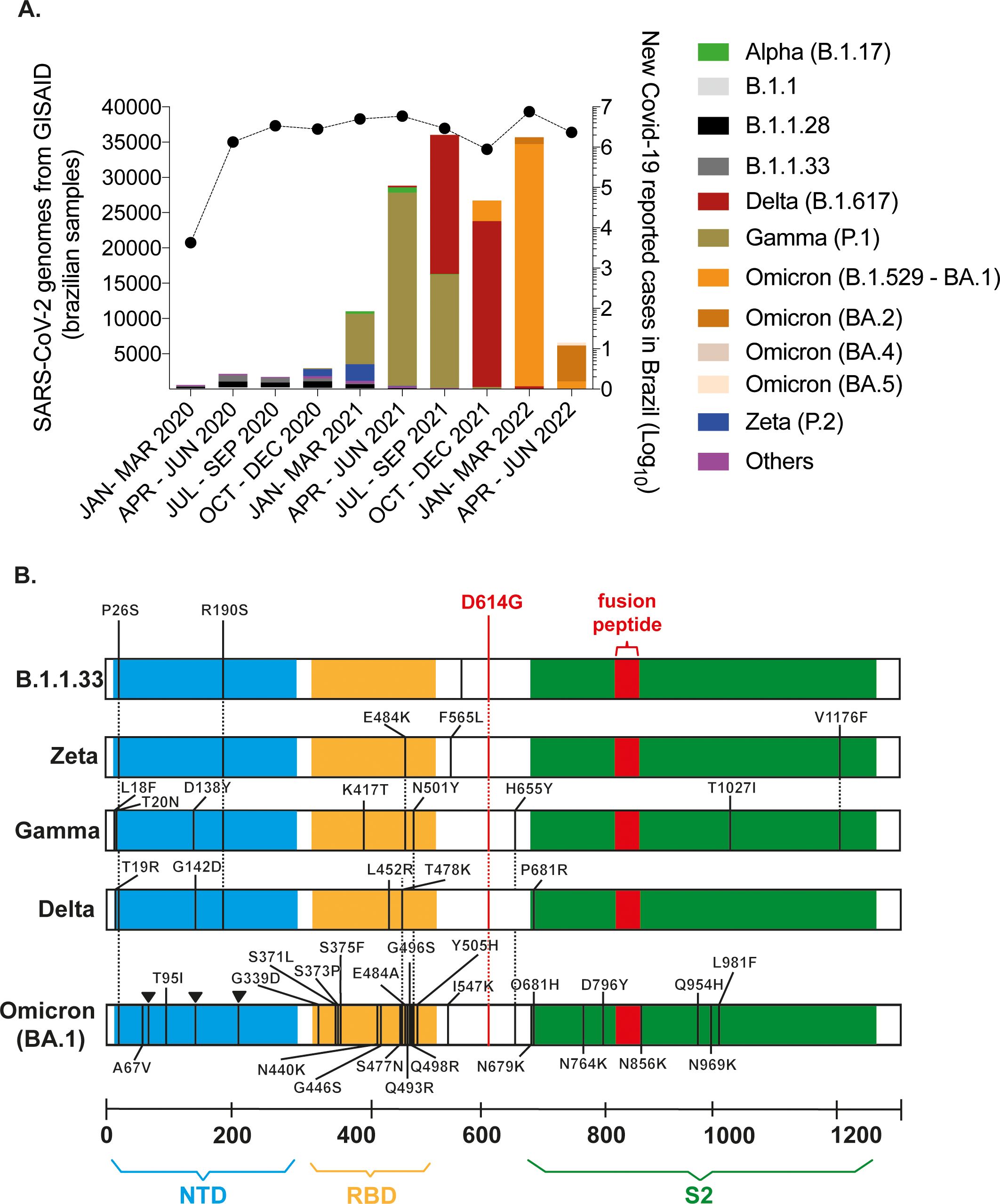Chart A displays the number of SARS-CoV-2 genomes from GISAID by variant and the reported COVID-19 cases in Brazil from January 2020 to June 2022. Color bars represent different variants. Chart B illustrates the genetic mutations in spike proteins across various COVID-19 variants, including B.1.1.33, Zeta, Gamma, Delta, and Omicron (BA.1.1). Key mutations like D614G and the fusion peptide region are highlighted.