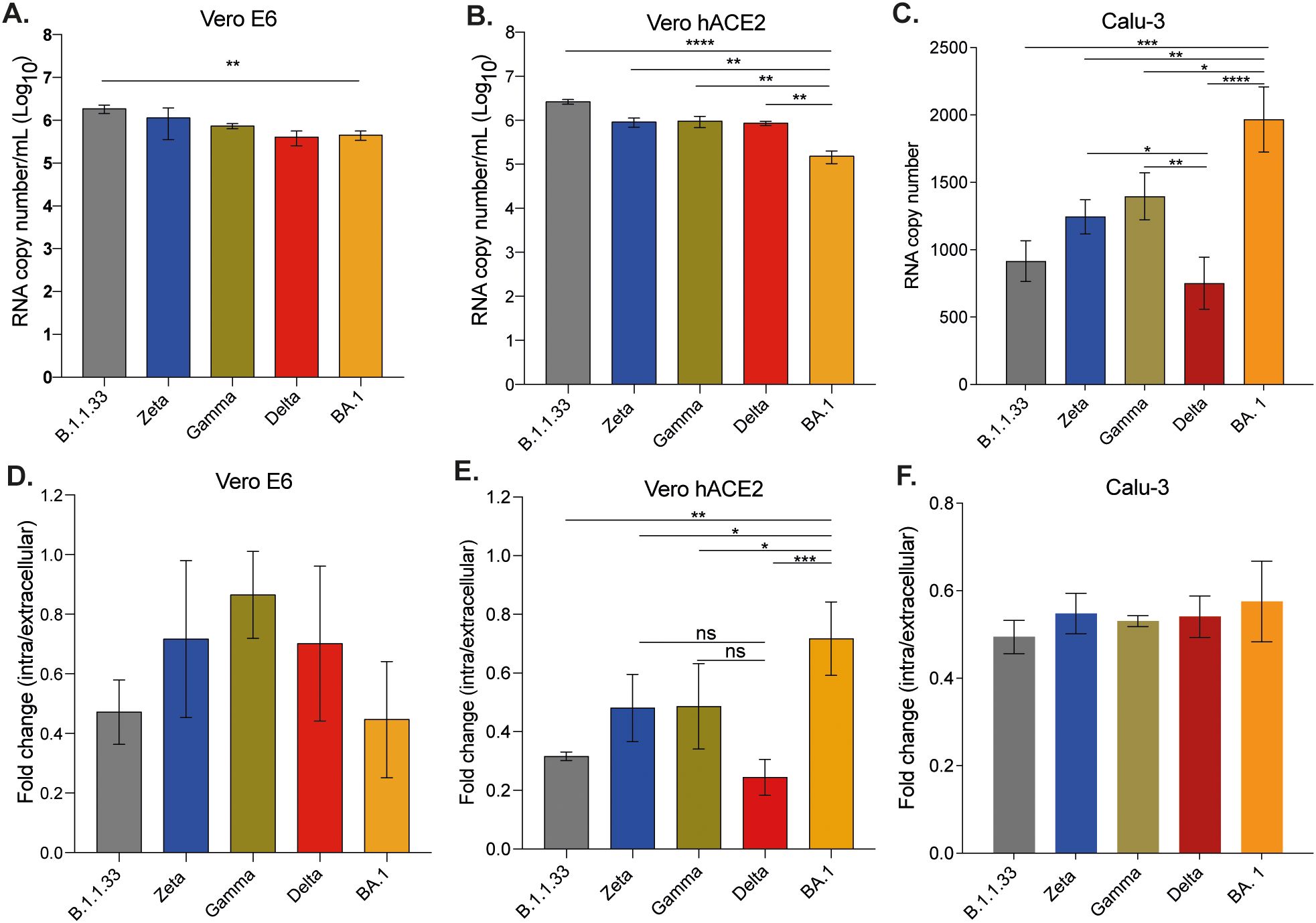 Bar graphs showing RNA copy numbers and fold change for different variants in cell lines. Panels A, B, C display RNA copy numbers for Vero E6, Vero hACE2, and Calu-3, respectively, across variants B.1.1.33, Zeta, Gamma, Delta, and BA.1. Panels D, E, F show fold change (intra/extracellular) for the same variants in Vero E6, Vero hACE2, and Calu-3, respectively. Statistical significance is indicated with asterisks.