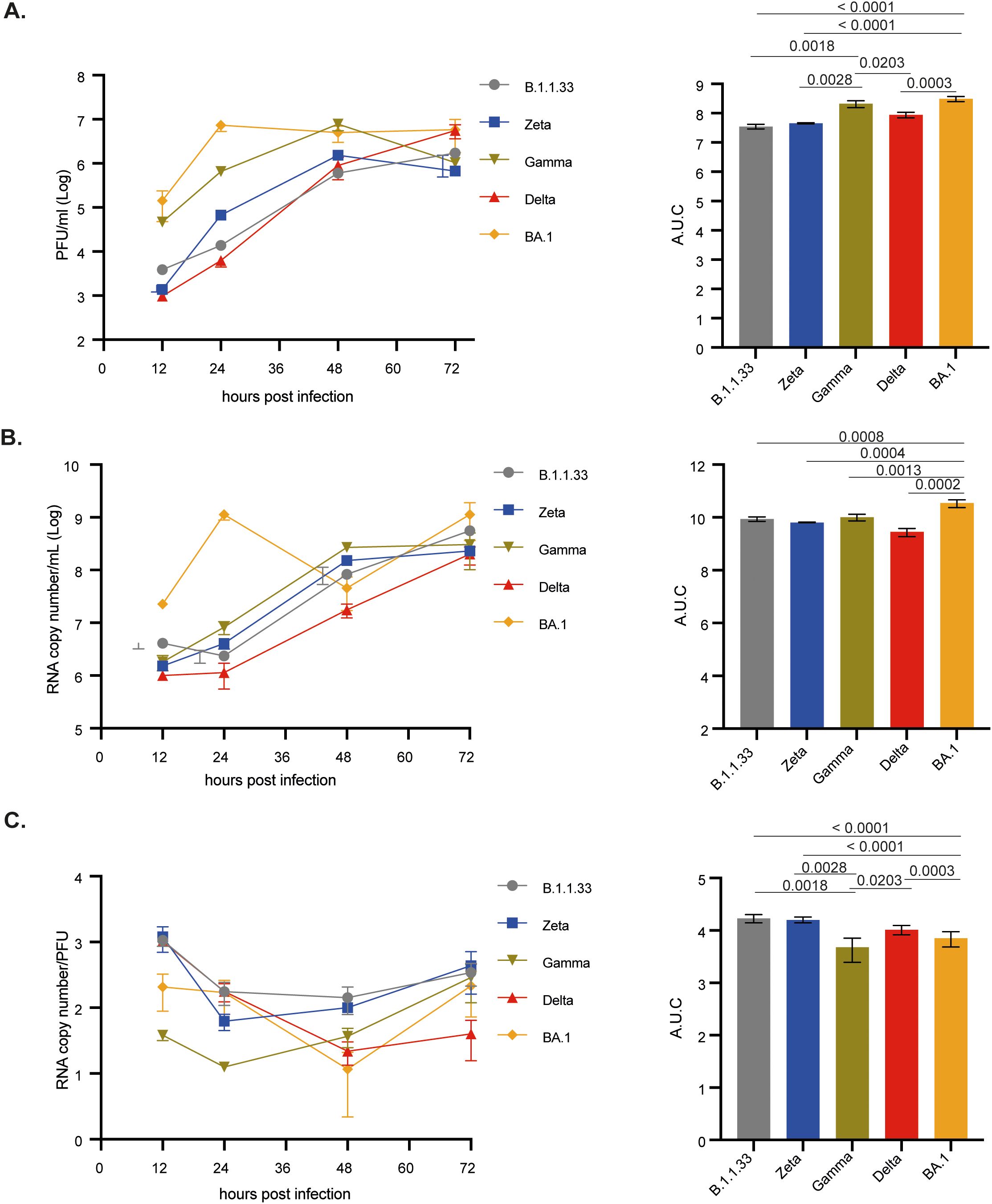 Graphs show viral replication and RNA copy numbers of different variants over time. Panel A displays plaque-forming units, Panel B shows RNA copy numbers, and Panel C indicates RNA copy number per PFU. Each variant, labeled B.1.1.33, Zeta, Gamma, Delta, and BA.1, is tracked over 72 hours post-infection. Adjacent bar charts compare the area under the curve (AUC) for each variant, with statistical significance annotated.