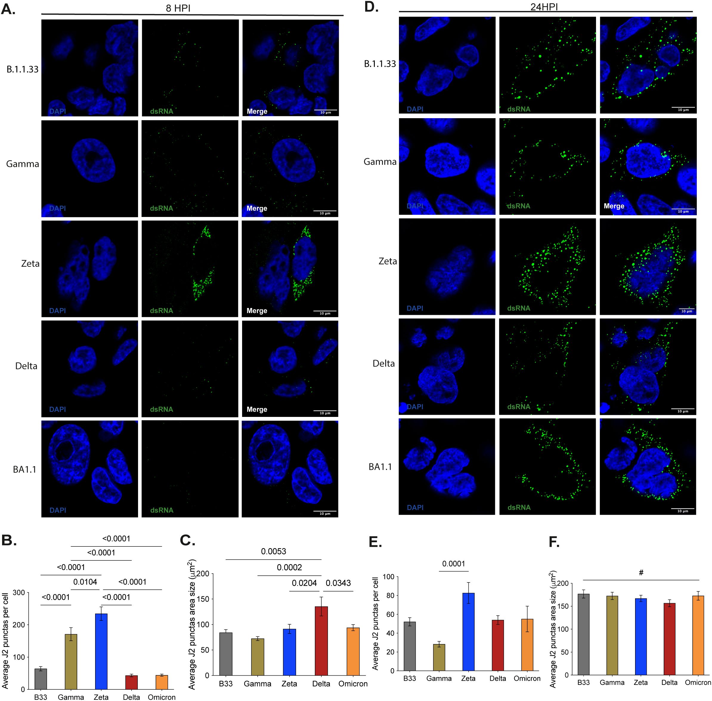 Microscopic images and bar graphs showing dsRNA expression in infected cells at 8 and 24 hours post-infection (HPI) with variants B.1.1.33, Gamma, Zeta, Delta, and BA.1.1. DAPI stains nuclei blue, with green indicating dsRNA. Graphs compare average puncta per cell and area sizes among variants, with statistical significance indicated.