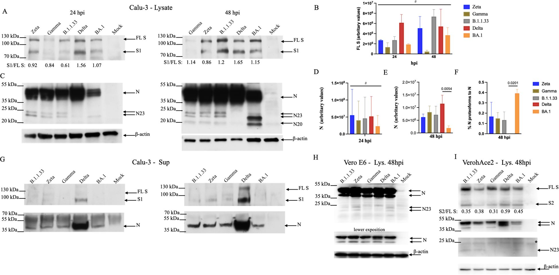 Various immunoblot analyses visualize protein expression levels in different viral strains and time points. Panels A, G, H, and I show protein bands for Zeta, Gamma, B.1.1.33, Delta, BA.1, and Mock groups, indicating FL S, S1, N, N23, N20, and β-actin proteins, with molecular weights in kilodaltons. Bar charts B, D, E, and F quantify protein levels in arbitrary values at 24 and 48 hours post-infection (hpi), using different color codes for each strain. The image compares protein expression across different experimental conditions.