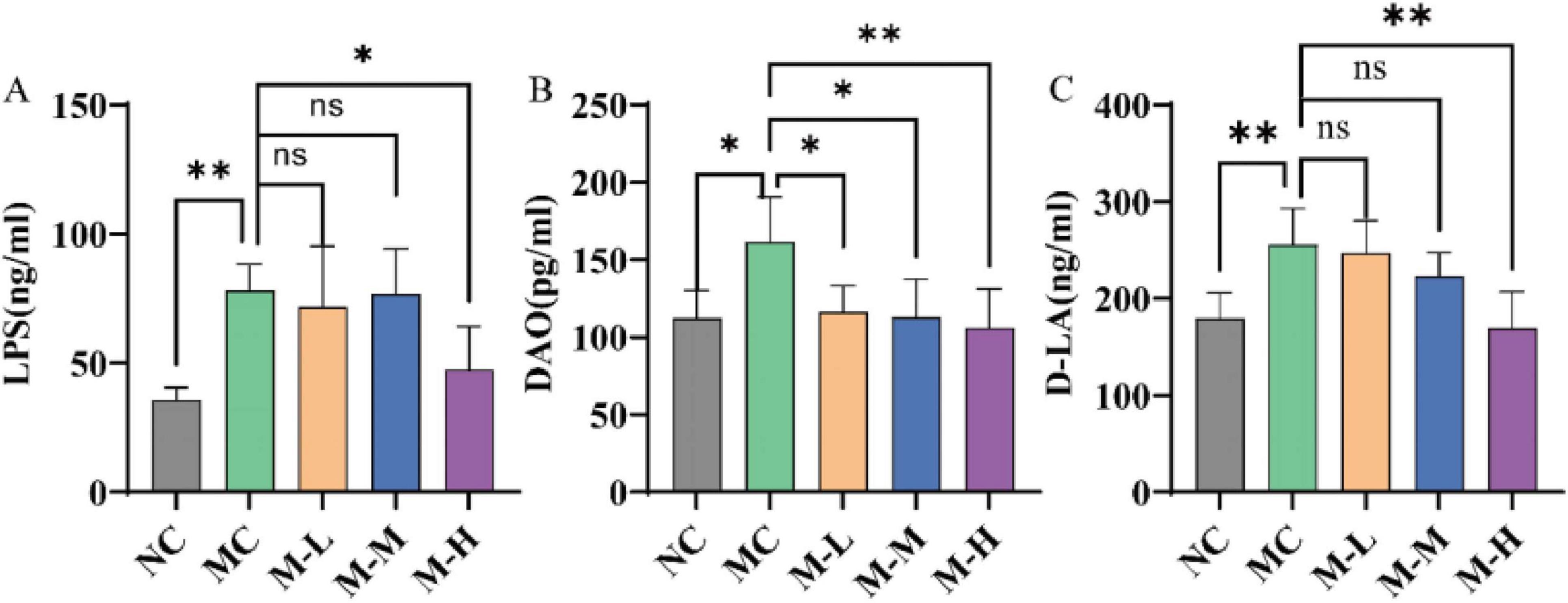 Bar graphs labeled A, B, and C compare LPS, DAO, and D-LA levels across five groups: NC, MC, M-L, M-M, and M-H. Graph A shows LPS levels; Graph B shows DAO levels; and Graph C shows D-LA levels. ignificance is indicated with asterisks, where “*” denotes P < 0.05, “**” denotes P < 0.01, and “ns” signifies not significant. Error bars represent standard deviation.