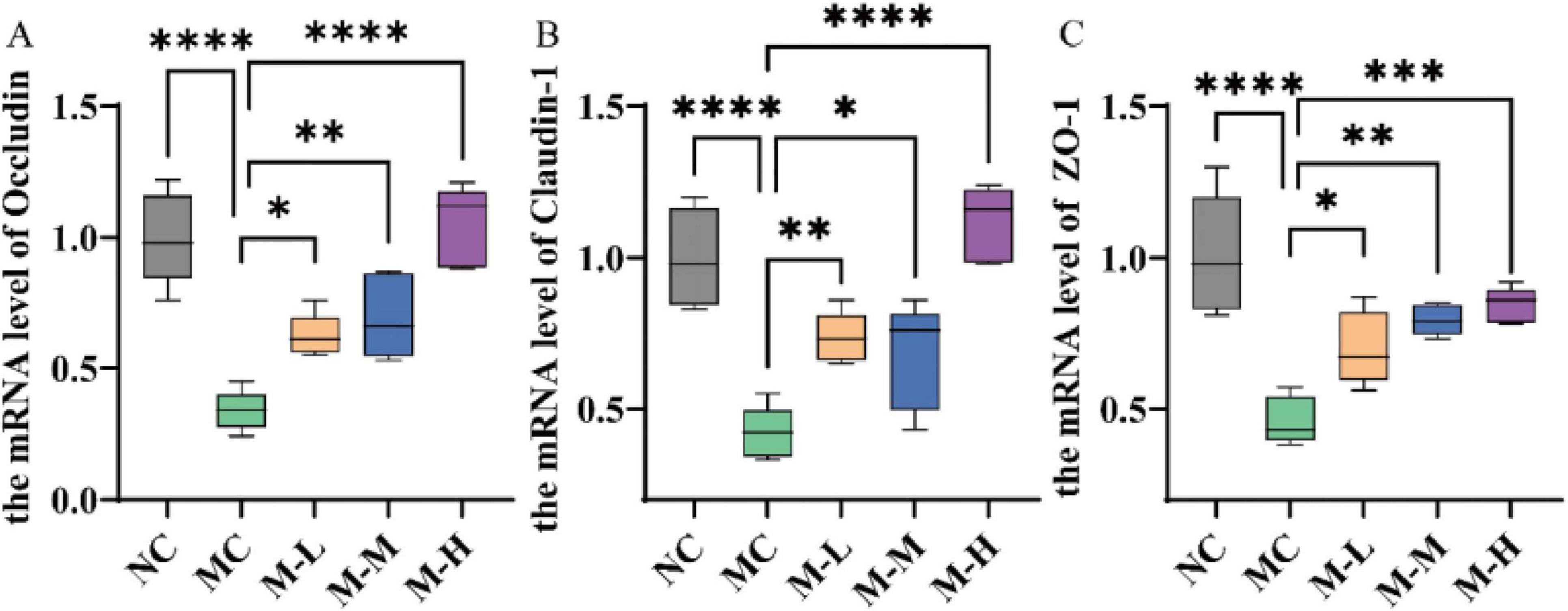 Box plots labeled A, B, and C compare mRNA levels of Occludin, Claudin-1, and ZO-1 across five groups: NC, MC, M-L, M-M, and M-H. Statistical significance is indicated by asterisks, with ranges from single to four asterisks denoting varying levels. Each plot shows changes in mRNA levels among the groups.
