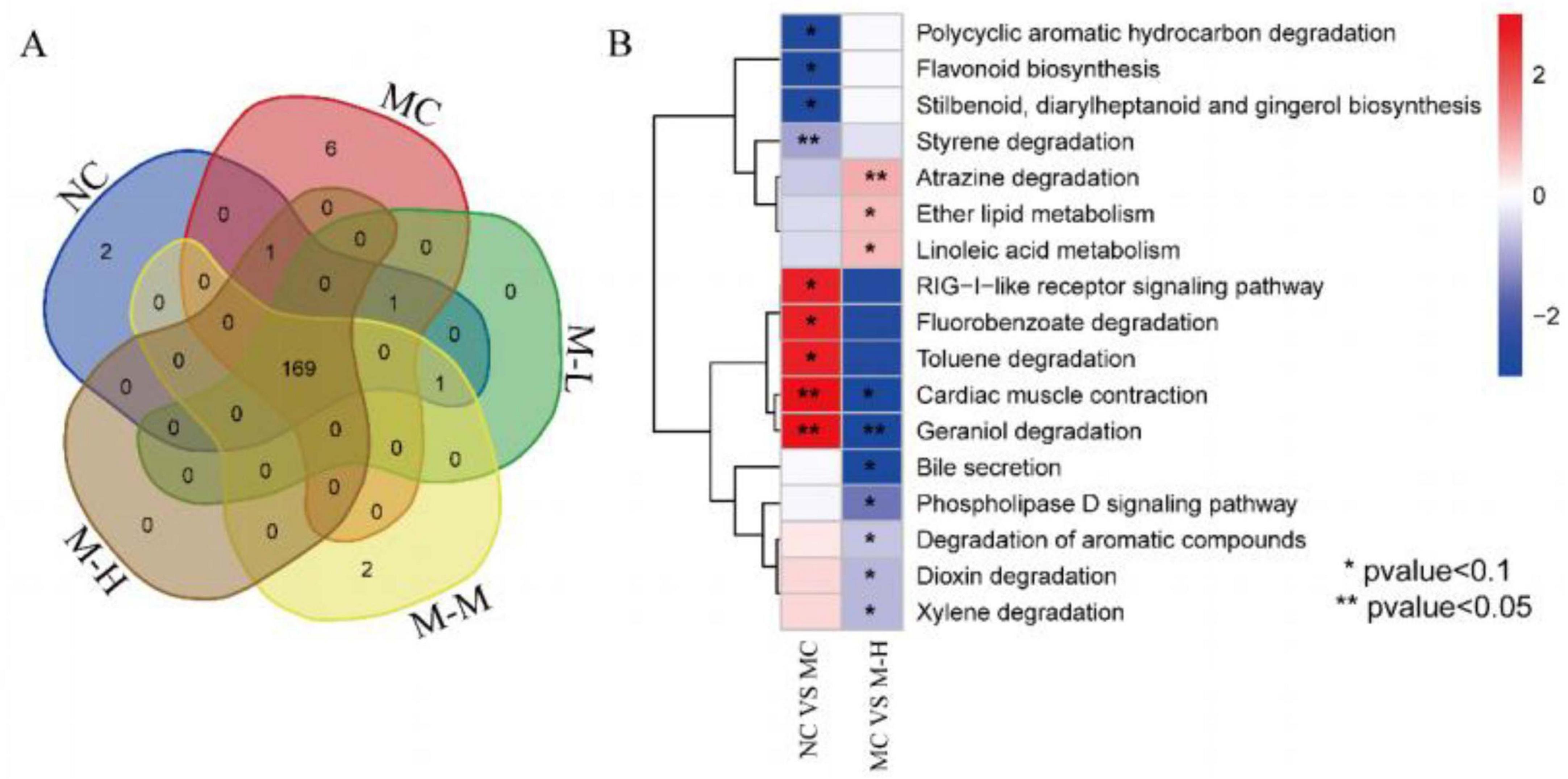 A Venn diagram (A) with five overlapping circles illustrates shared and unique elements among groups labeled NC, MC, M-H, M-L, and M-M. The central number, 169, shows the common element count. A heatmap (B) shows gene expression pathways across comparisons (NC vs MC, MC vs M-H) with color coding for fold change (red for upregulation, blue for downregulation) and significance indicated by asterisks (* p-value < 0.1, ** p-value < 0.05). Pathways are listed on the right, including polycyclic aromatic hydrocarbon degradation and xylene degradation.