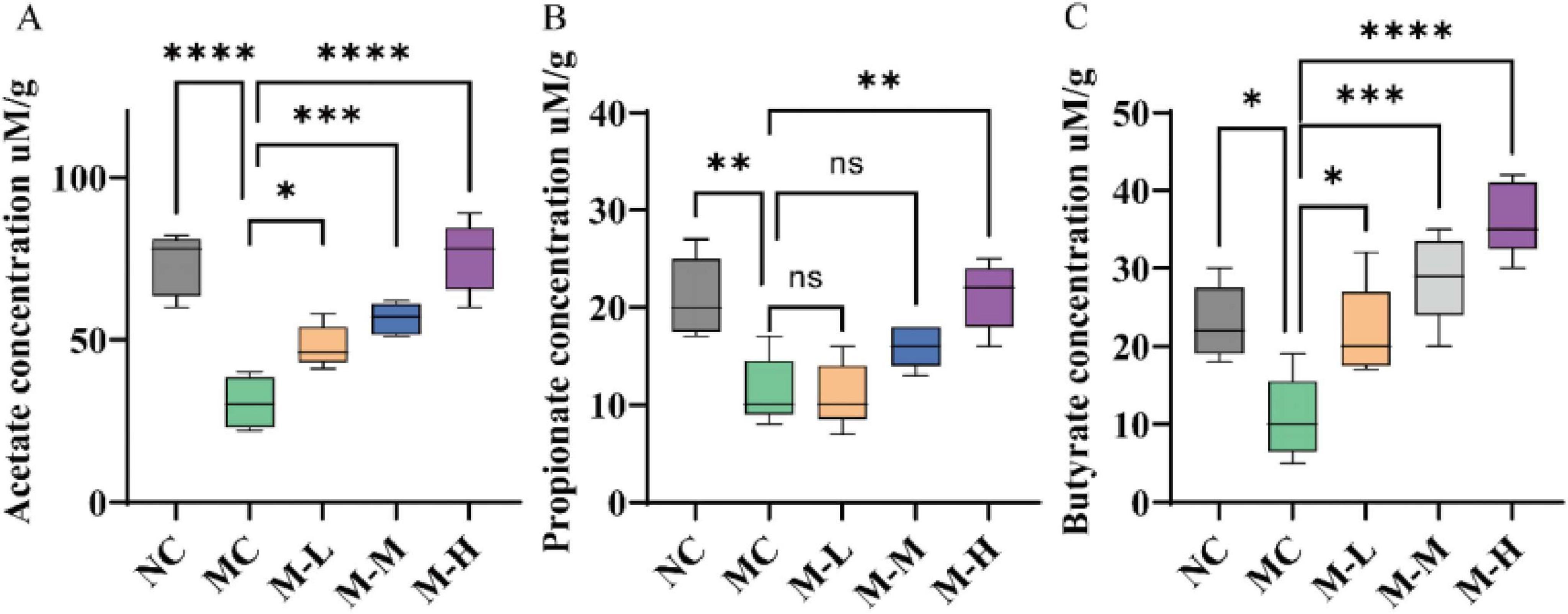 Box plots labeled A, B, and C show the concentrations of acetate, propionate, and butyrate in uM/g, respectively, across five treatment groups: NC, MC, M-L, M-M, and M-H. Significant differences are marked with asterisks, where one asterisk indicates p<0.05, two indicate p<0.01, three indicate p<0.001, and four indicate p<0.0001. “ns” indicates no significant difference. Each plot shows variation in concentration levels among the groups, with M-H generally showing higher concentrations.