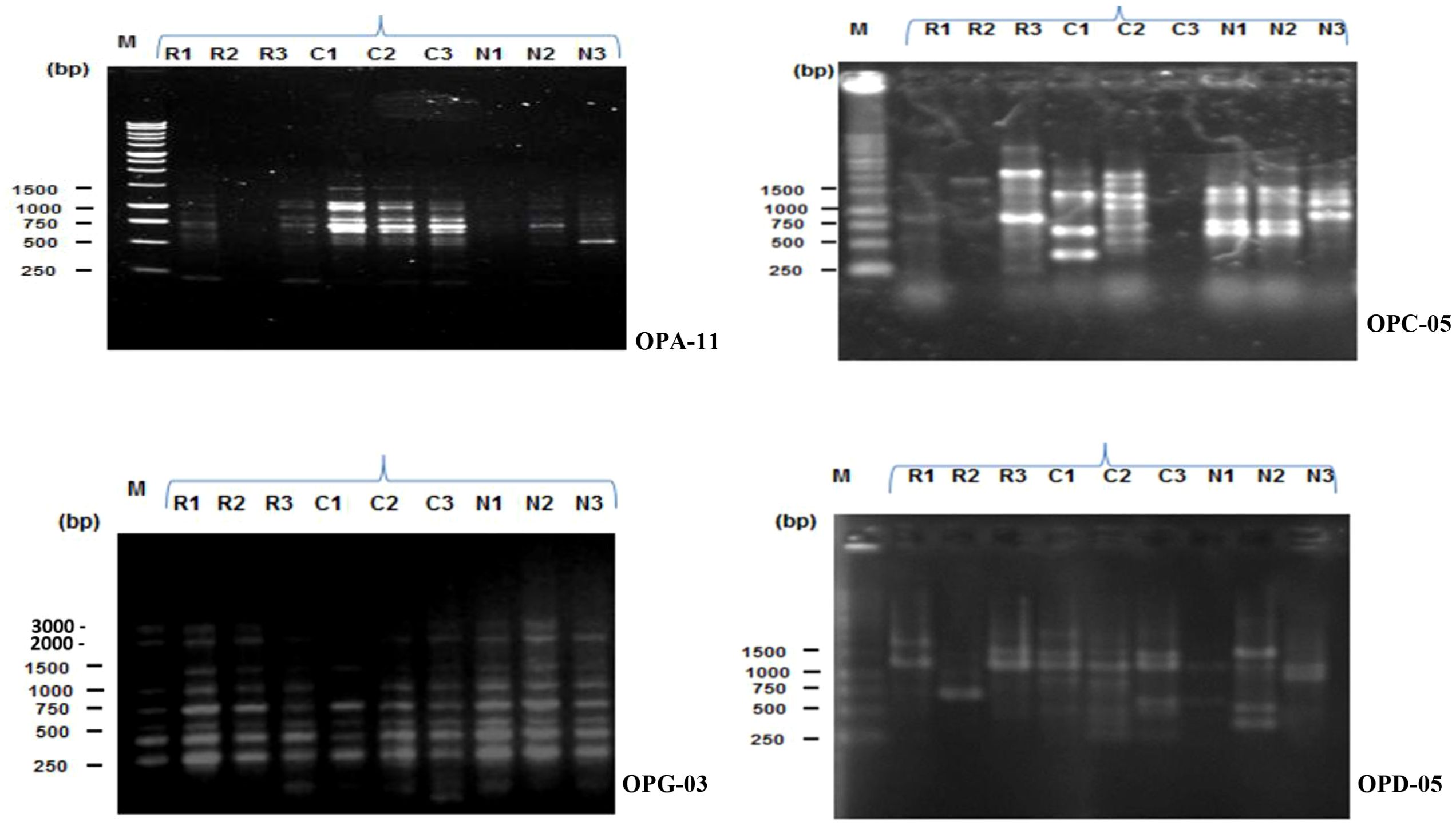 Four electrophoresis gel images showing DNA band patterns. Each gel is labeled: OPA-11, OPC-05, OPG-03, and OPD-05. All gels display markers (M) and lanes labeled R1, R2, R3, C1, C2, C3, N1, N2, N3. Band sizes range from two hundred fifty to fifteen hundred base pairs (bp), with OPG-03 also showing bands up to three thousand bp.