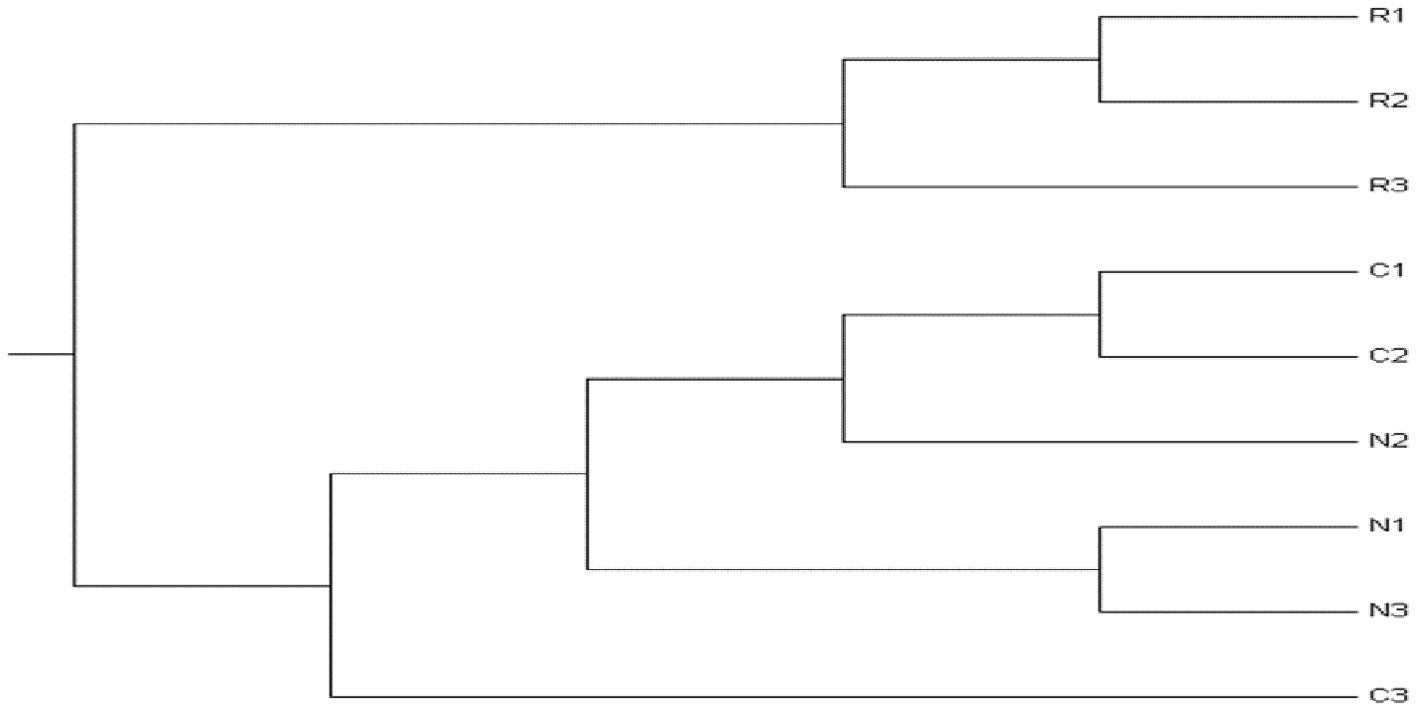 A dendrogram showing hierarchical clustering. Branches form a tree structure with labels: R1, R2, R3, C1, C2, N2, N1, N3, and C3. Clusters merge at different levels, indicating relationships among groups.