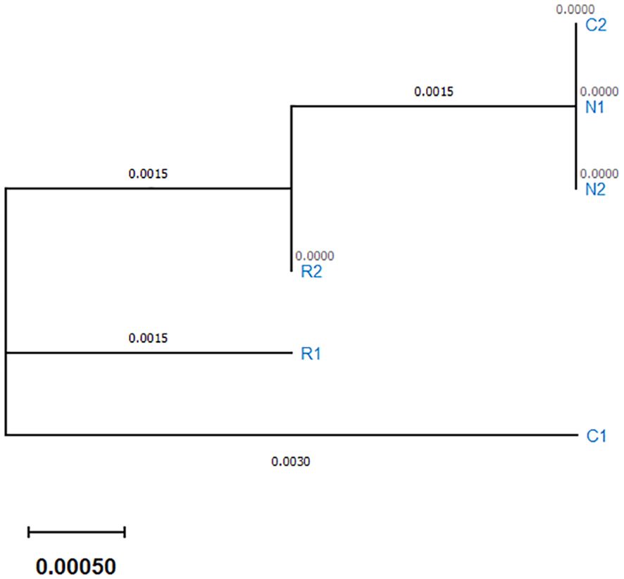 Phylogenetic tree diagram shows the evolutionary relationships among five nodes labeled C1, C2, N1, N2, R1, and R2. Horizontal branch lengths represent genetic distance with values like 0.0030 and 0.0015. A scale bar indicates a distance of 0.00050.