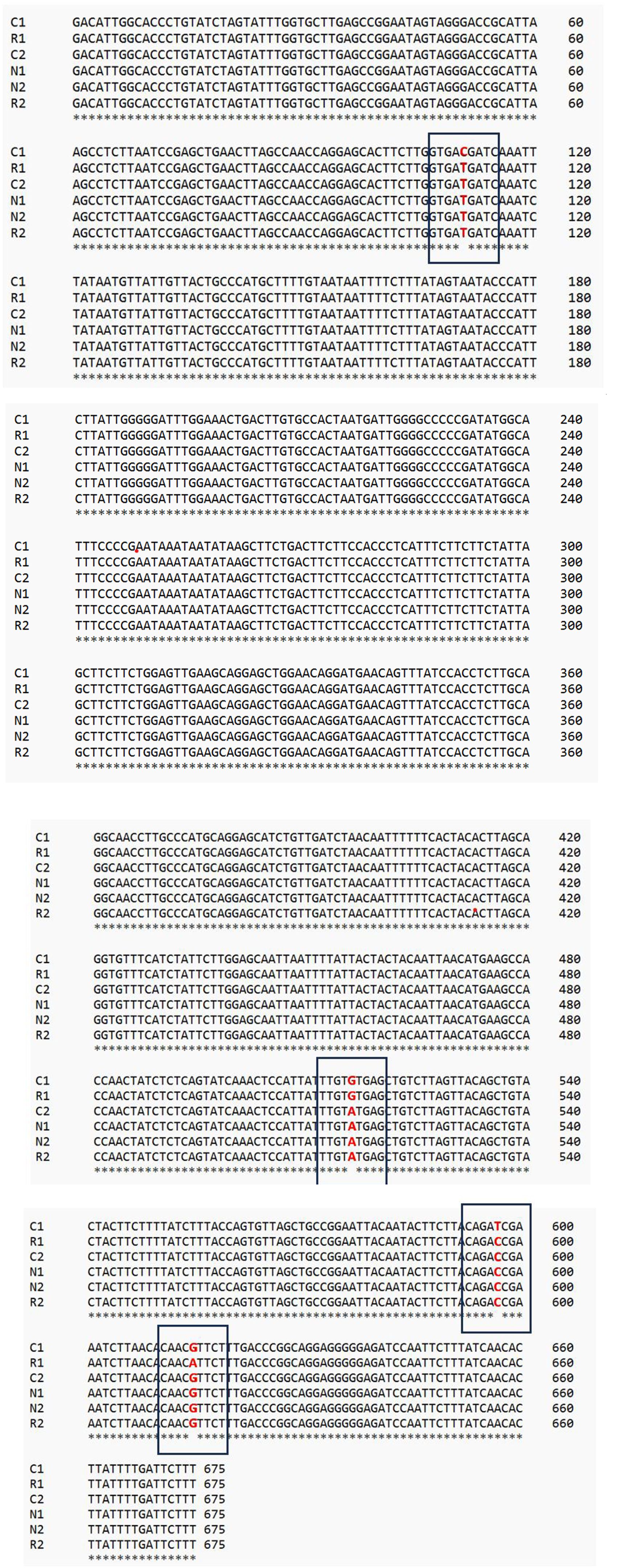 DNA sequence alignment table showing multiple sequences from C1, R1, C2, N1, N2, R2 across several rows, numbered 60 to 675. The sequences are aligned with asterisks indicating conserved regions. Certain nucleotides are highlighted in red and black boxes, marking differences or important features at specific positions.