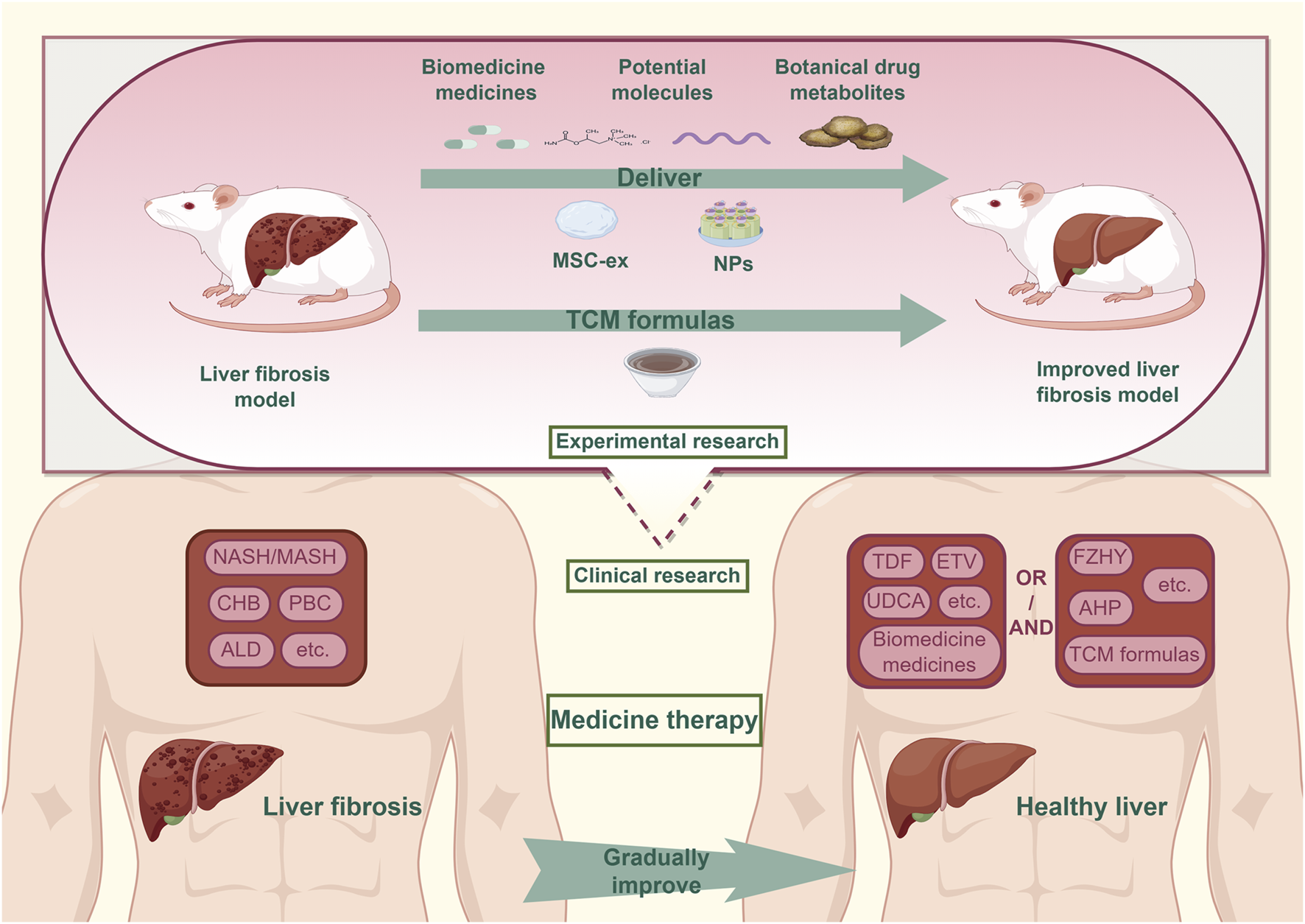 Diagram depicting a research process for liver fibrosis. In the top section, two rats represent a liver fibrosis model and an improved model. Treatment involves biomedicine, potential molecules, and botanical metabolites delivered by MSC-ex and NPs. TCM formulas are included. The middle section separates experimental from clinical research. The bottom section shows a progression from liver fibrosis to a healthy liver through medicine therapy, using biomedicine and TCM formulas, with terms like NASH/MASH, CHB, PBC, ALD, TDF, and others.