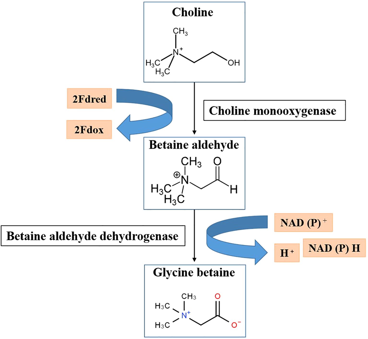 Flowchart illustrating the conversion of choline to glycine betaine. Choline is transformed into betaine aldehyde catalyzed by choline monooxygenase, involving 2Fdred and 2Fdox. Subsequently, betaine aldehyde is converted to glycine betaine by betaine aldehyde dehydrogenase, involving NAD(P)+, H+, and NAD(P)H. Each compound's chemical structure is shown.