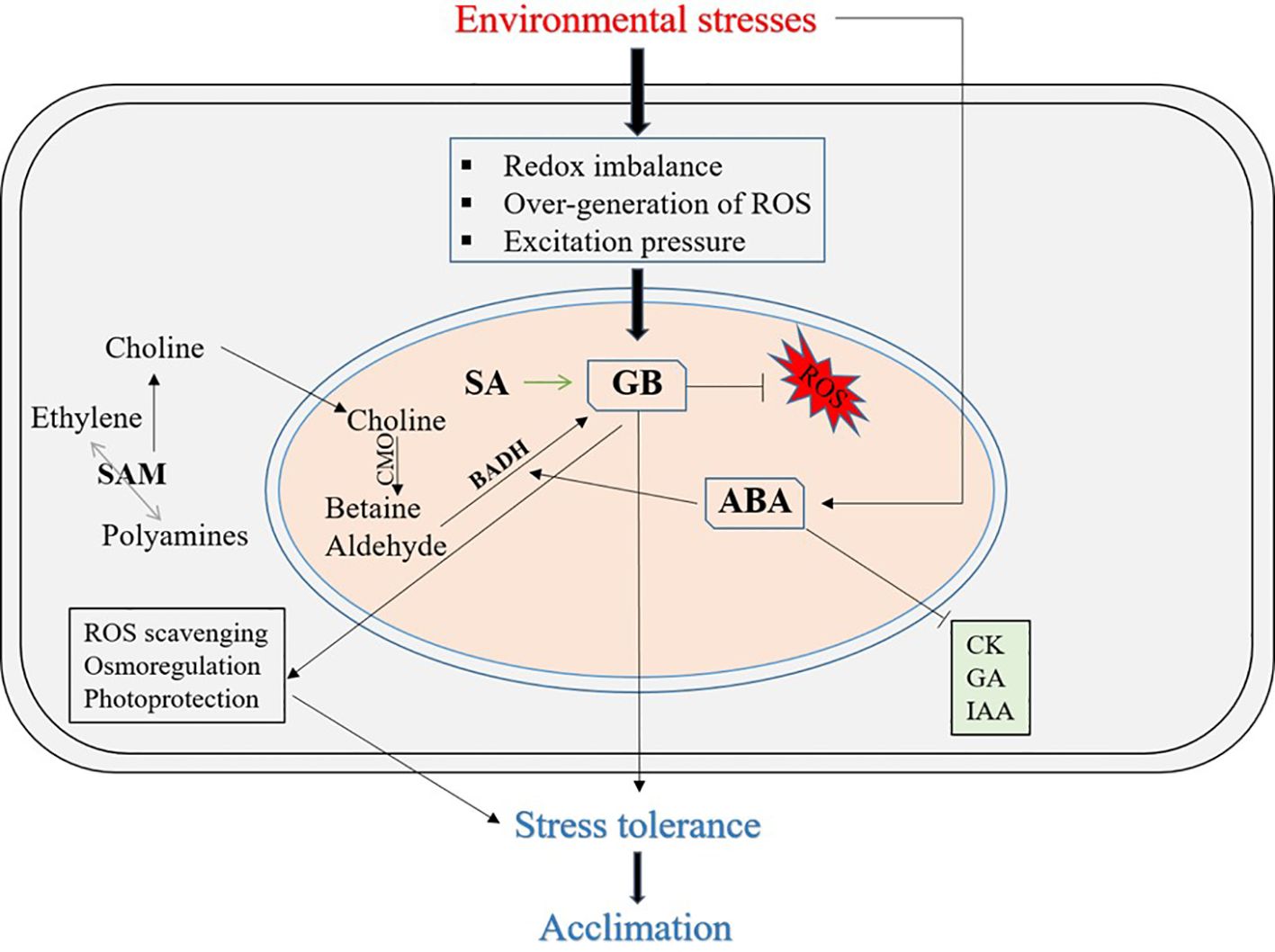 Diagram illustrating the biochemical response to environmental stresses in plants. It shows pathways involving redox imbalance, over-generation of reactive oxygen species (ROS), and excitation pressure. The diagram includes various compounds and processes such as choline, ethylene, polyamines, and their interactions with glycine betaine (GB) and abscisic acid (ABA), leading to stress tolerance and acclimation. Key processes include ROS scavenging, osmoregulation, and photoprotection.