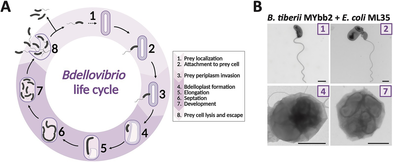 Diagram A shows the Bdellovibrio life cycle, with steps from prey localization to cell lysis. Stages include periplasm invasion, bdelloplast formation, elongation, septation, and development. Panel B features microscopy images of Bdellovibrio tiberii interacting with E. coli, with numbered stages corresponding to the life cycle steps 1, 2, 4, and 7, showing attachment and cell invasion visuals.