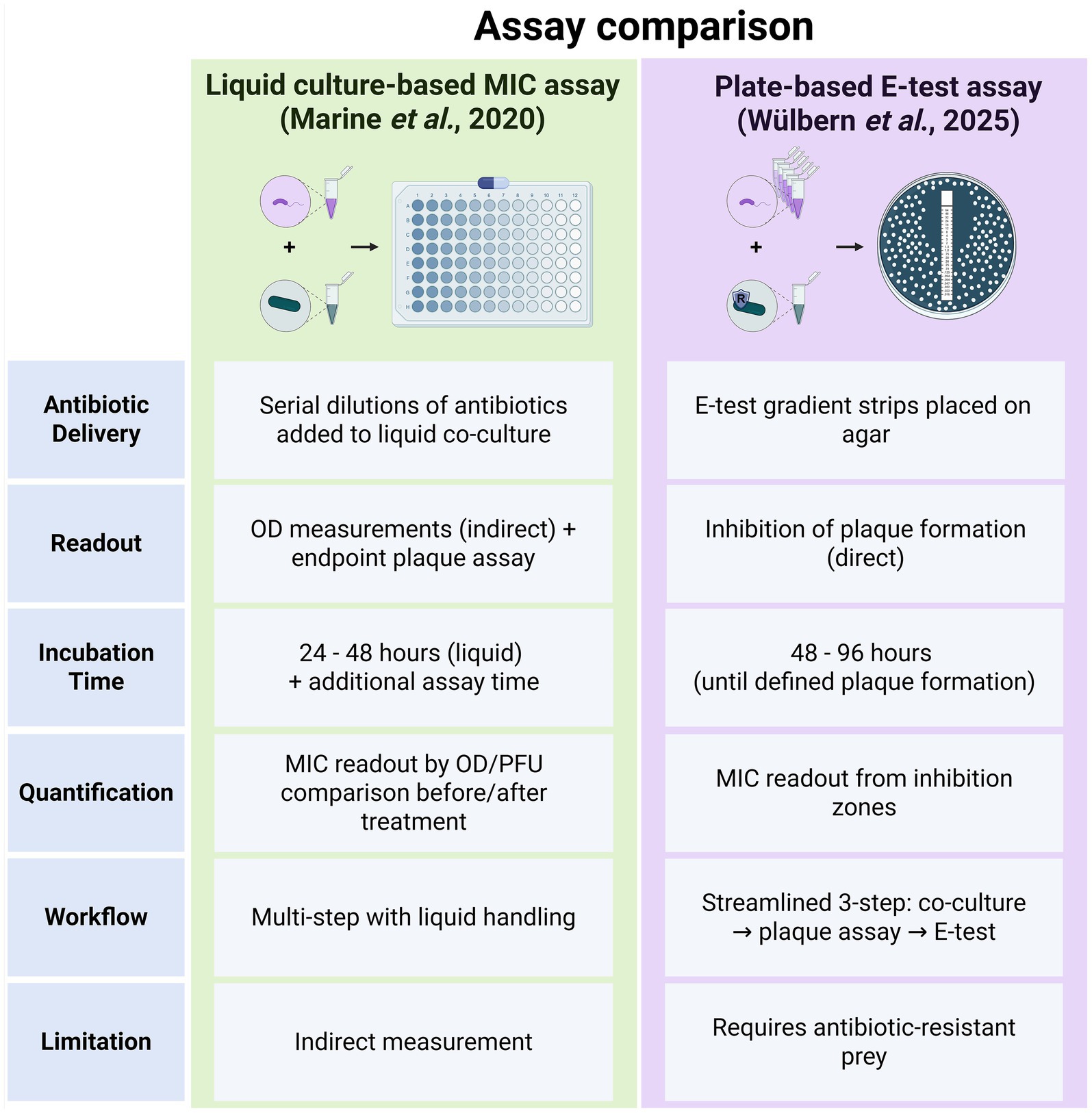 Comparison chart of two assays. The liquid culture-based MIC assay involves serial antibiotic dilutions, OD measurements, a multi-step workflow, and indirect MIC readout. Incubation is 24 to 48 hours. Limitation: indirect measurement. The plate-based E-test assay uses E-test strips, direct plaque inhibition readout, a streamlined workflow, and MIC readout from inhibition zones. Incubation is 48 to 96 hours. Limitation: requires antibiotic-resistant prey.