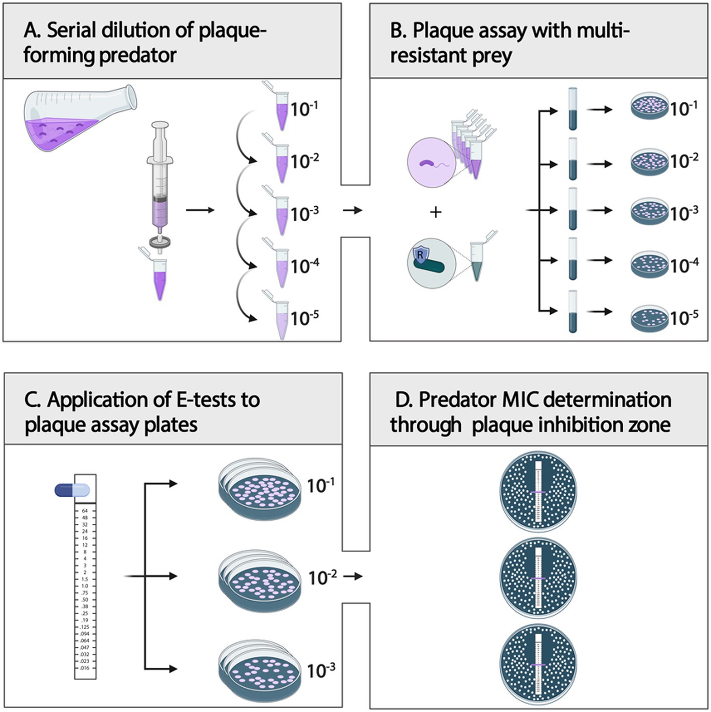 Diagram depicting a four-step process for determining predator minimum inhibitory concentration (MIC) using plaque assays. Step A: Serial dilution of plaque-forming predators in test tubes. Step B: Mixing predators with multi-resistant prey, followed by plaque assays at various dilutions. Step C: Application of E-tests on plaque assay plates. Step D: Determination of predator MIC through zones of inhibition on plates. Each panel illustrates the respective components and steps involved.