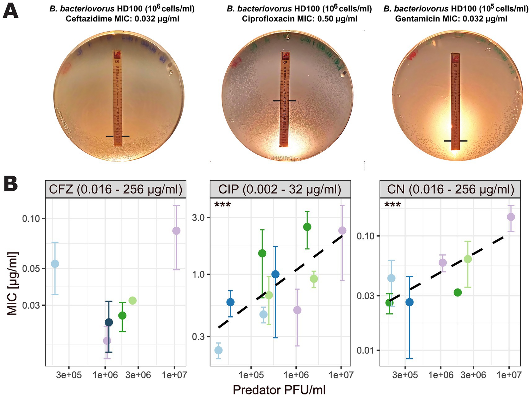 Three plaque assay plate are shown in panel A, demonstrating the minimum inhibitory concentration (MIC) of antibiotics against B. bacteriovorus HD100 with each displaying a specific antibiotic strip: Ceftazidime (0.032 µg/ml), Ciprofloxacin (0.50 µg/ml), and Gentamicin (0.032 µg/ml). Panel B shows three line graphs depicting MIC versus predator PFU/ml for CFZ, CIP, and CN antibiotics, with data points and error bars illustrating variations in MIC levels.