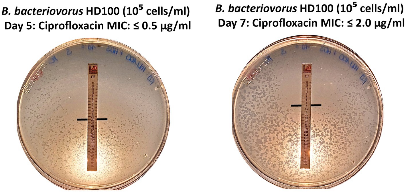 Two plaque assay plate show the growth of *B. bacteriovorus* HD100 with ciprofloxacin antibiotic strips. The left dish, labeled Day 5, shows a minimum inhibitory concentration (MIC) of less than or equal to 0.5 micrograms per milliliter, with less bacterial growth. The right dish, labeled Day 7, shows an MIC of less than or equal to 2.0 micrograms per milliliter, with more bacterial growth present.