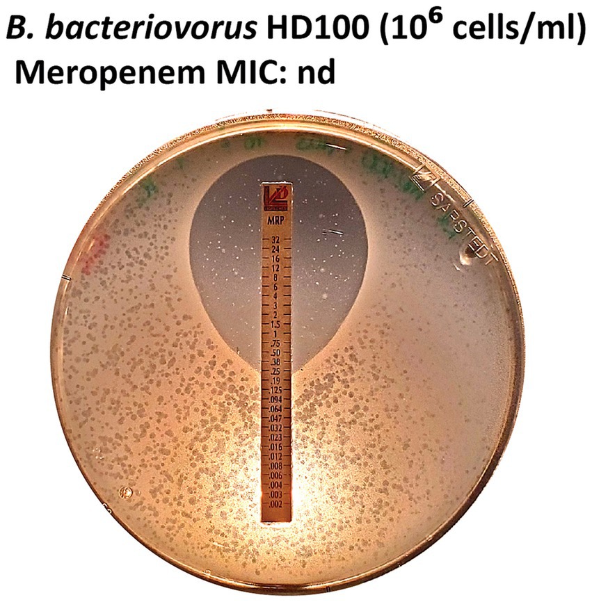Plaque assay plate containing B. bacteriovorus HD100 cells at ten to the power of six cells per milliliter, with an E-test strip measuring Meropenem Minimum Inhibitory Concentration (MIC), labeled as
