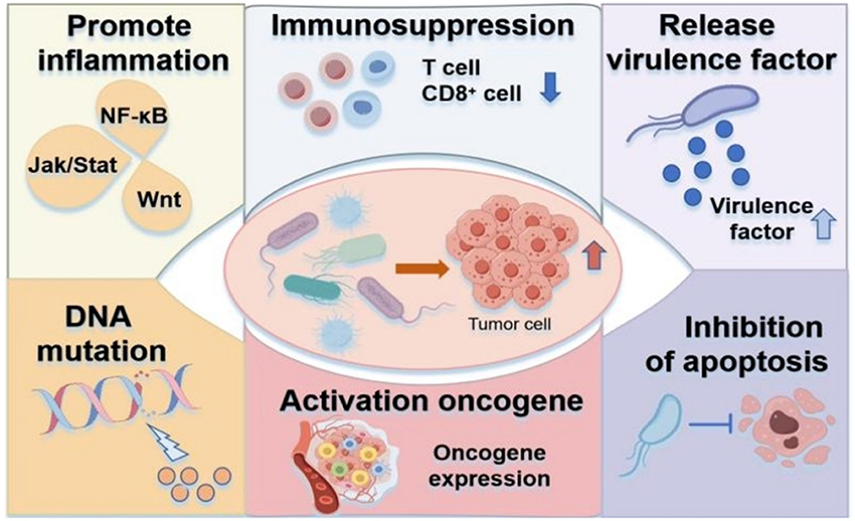 Diagram illustrating processes involved in cancer progression: Promoting inflammation through NF-kB, Jak/Stat, and Wnt pathways; immunosuppression via decreased T and CD8+ cells; increased virulence factors; DNA mutation; oncogene activation; and inhibition of apoptosis, all contributing to tumor cell growth.