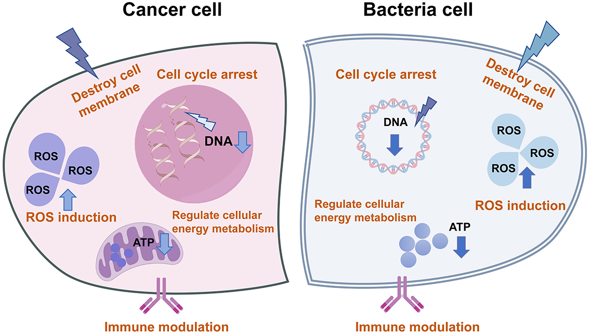 Diagram showing similarities between cancer cells and bacteria. Both exhibit increased membrane permeability and accumulation of metal ions like zinc and iron. Evolutionarily conserved proteins and ClpP are present in both, leading to cell cycle arrest. Reactive oxygen species (ROS) and ATP reduction are also indicated as common features.